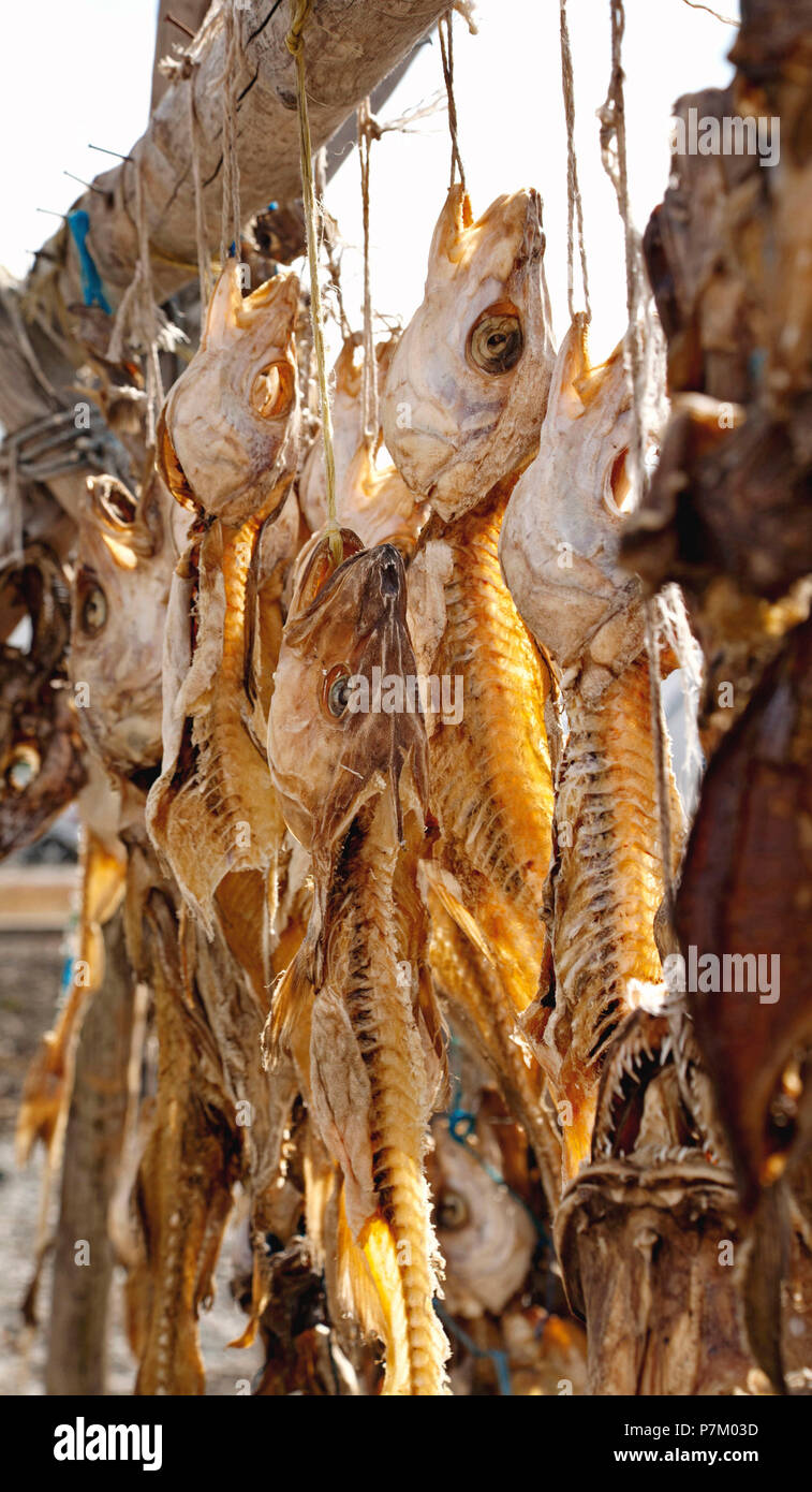 Dried fish, fishing, fish, Iceland, Hvammstangi Stock Photo Alamy