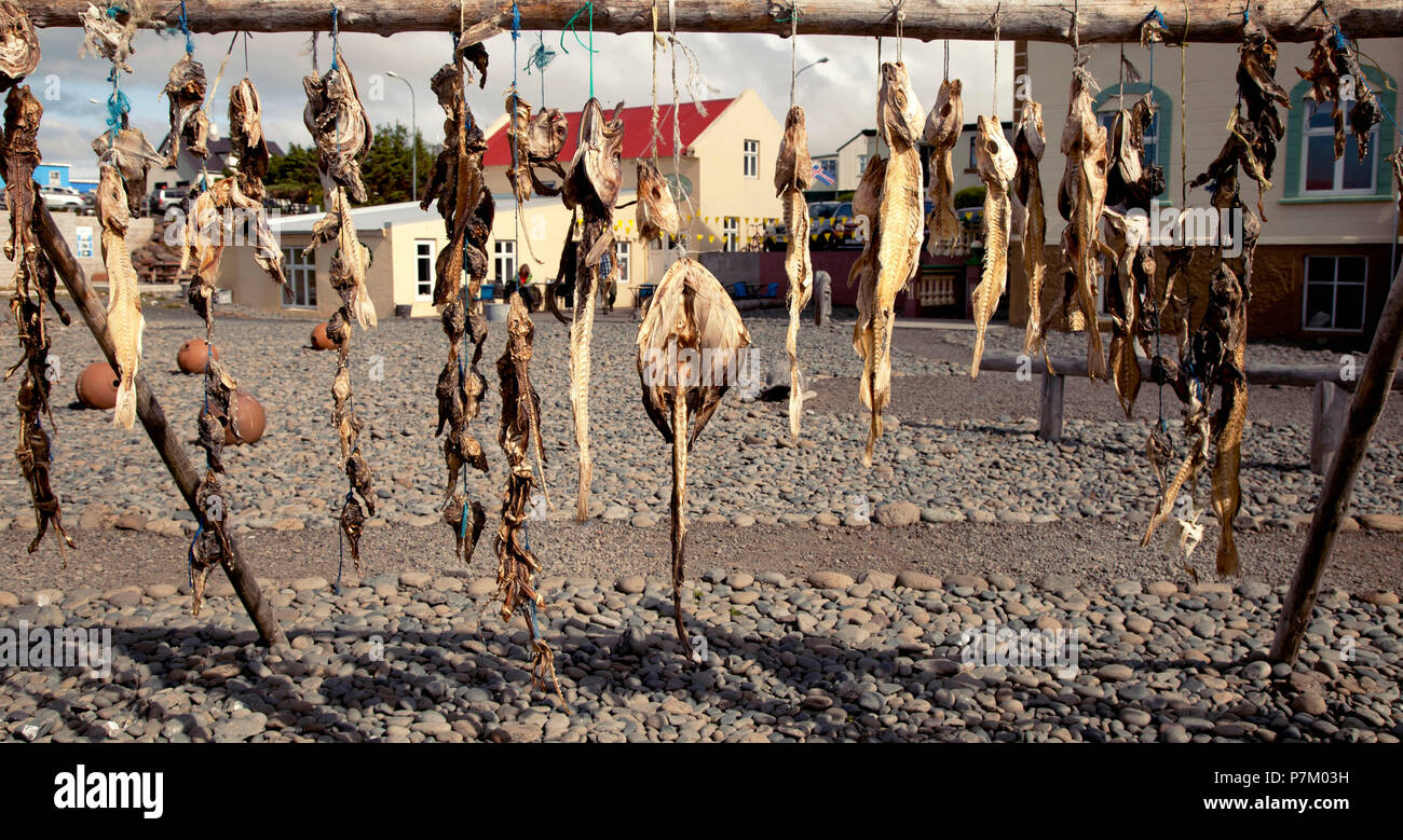 Dried fish, fishing, fish, Iceland, Hvammstangi Stock Photo Alamy
