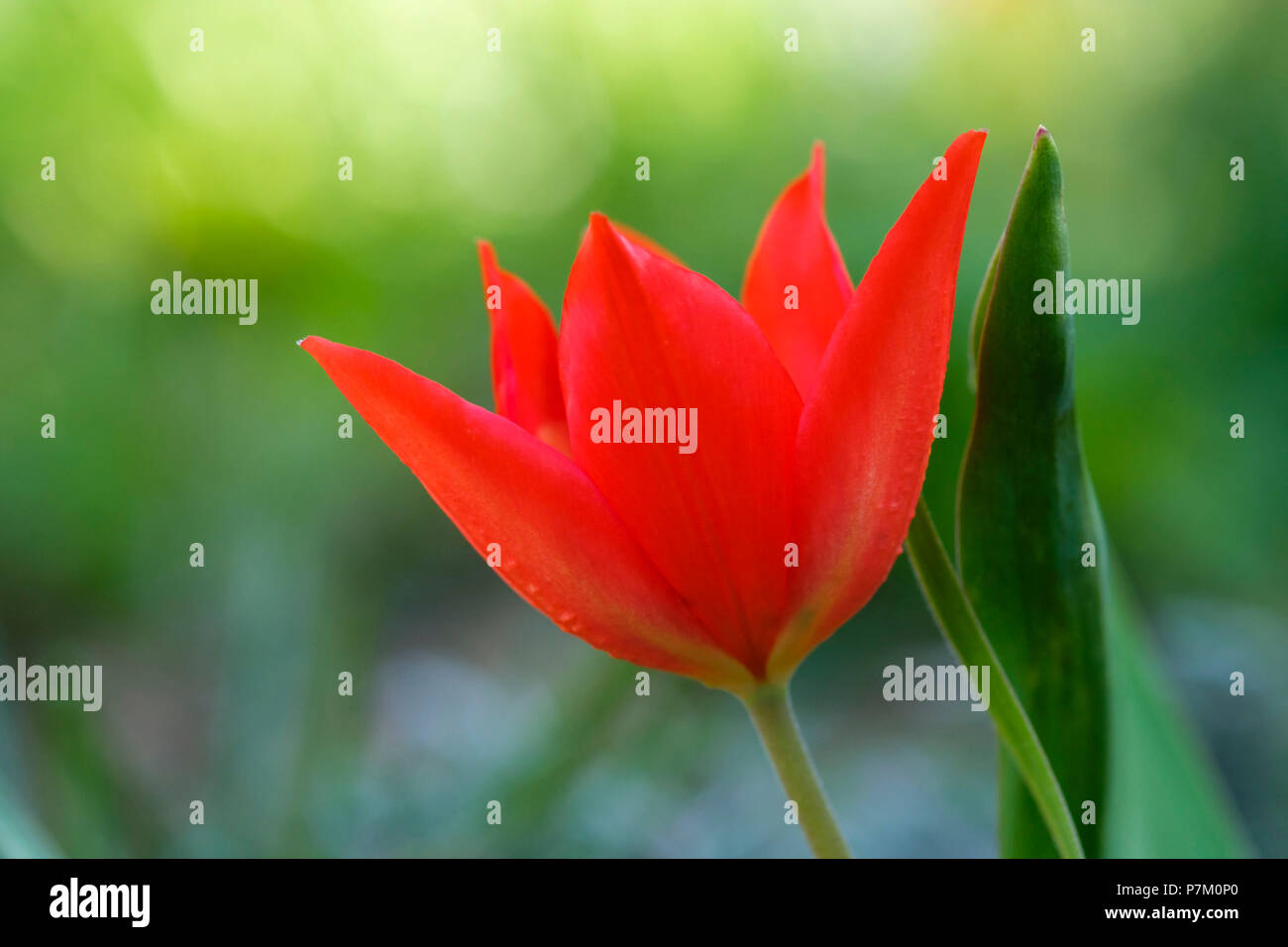 red tulip blossom, tulip (Tulipa), garden plant, Bavaria, Germany Stock Photo