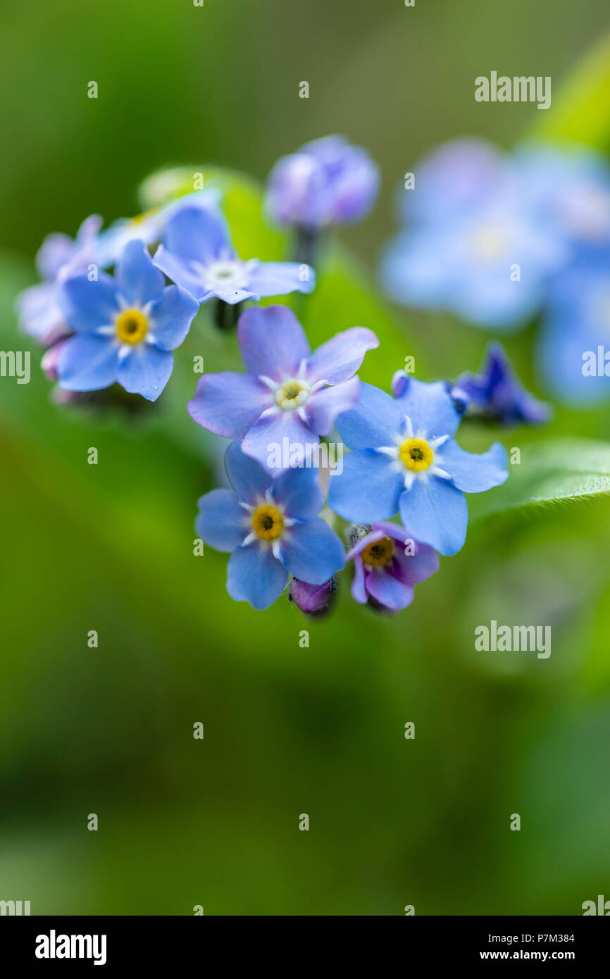 flowers, Myosotis sylvatica Stock Photo Alamy