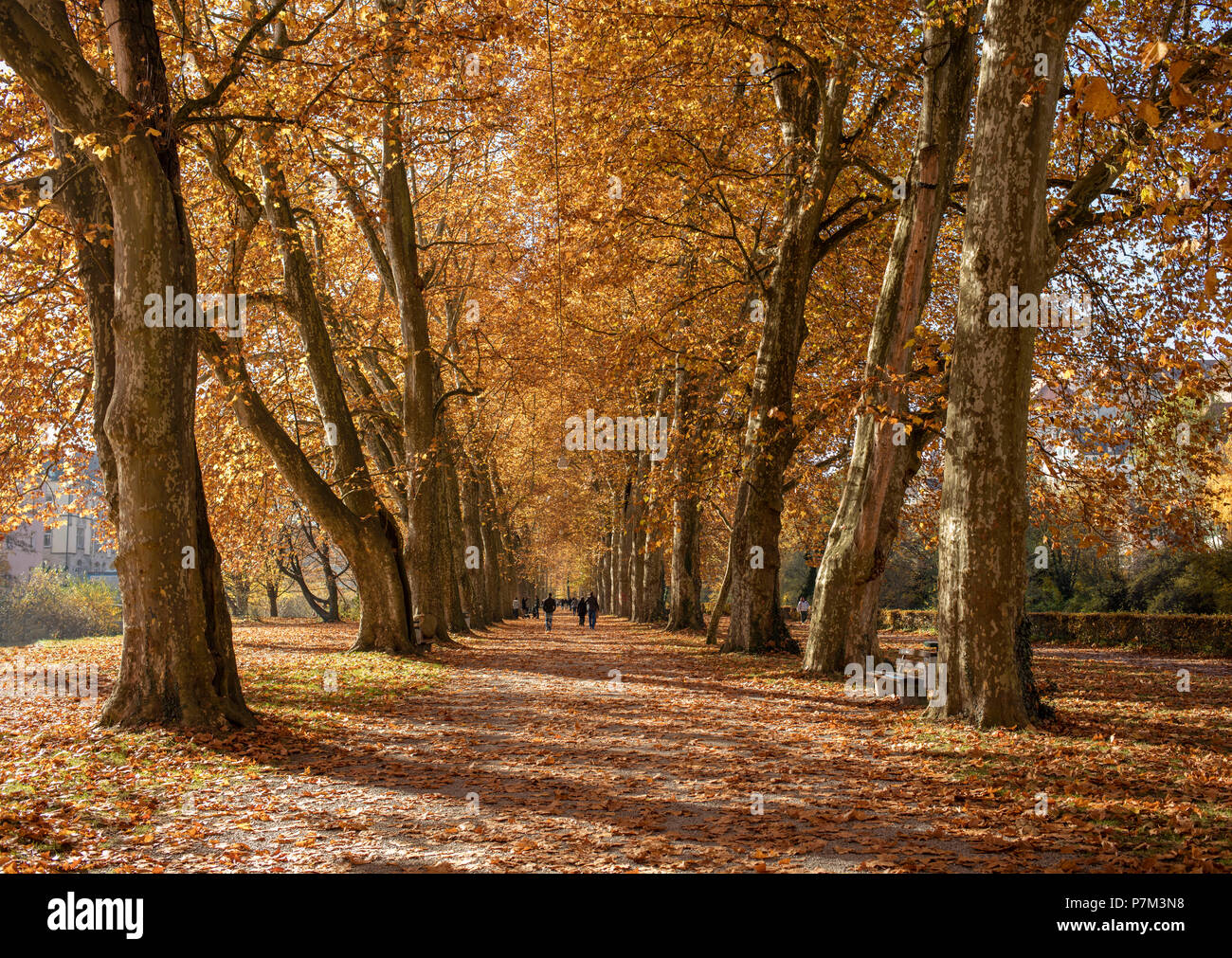 Tree avenue on Neckarinsel in autumn, Tübingen, Baden-Wurttemberg, Germany Stock Photo