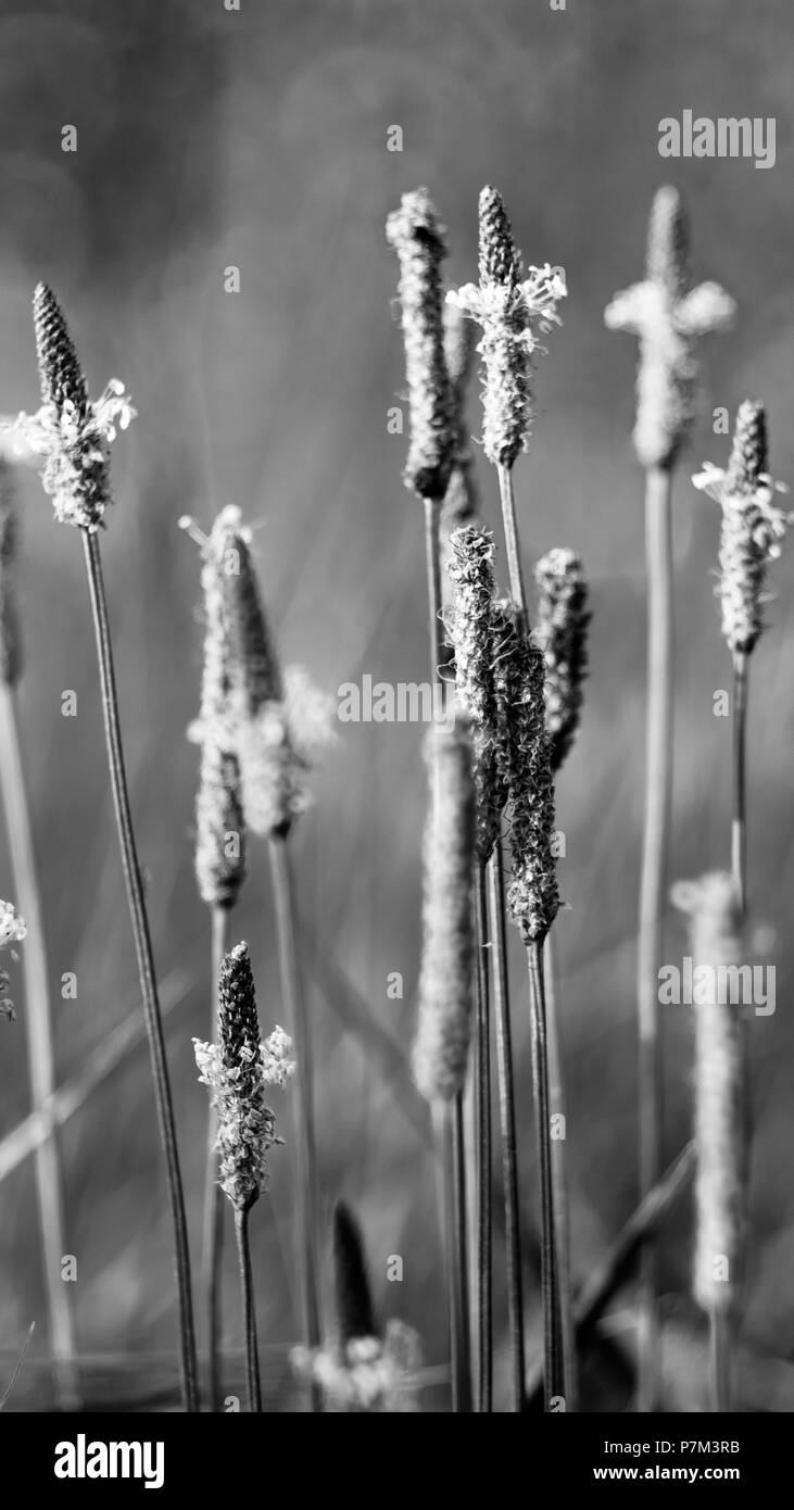 Withered grasses in black and white Stock Photo