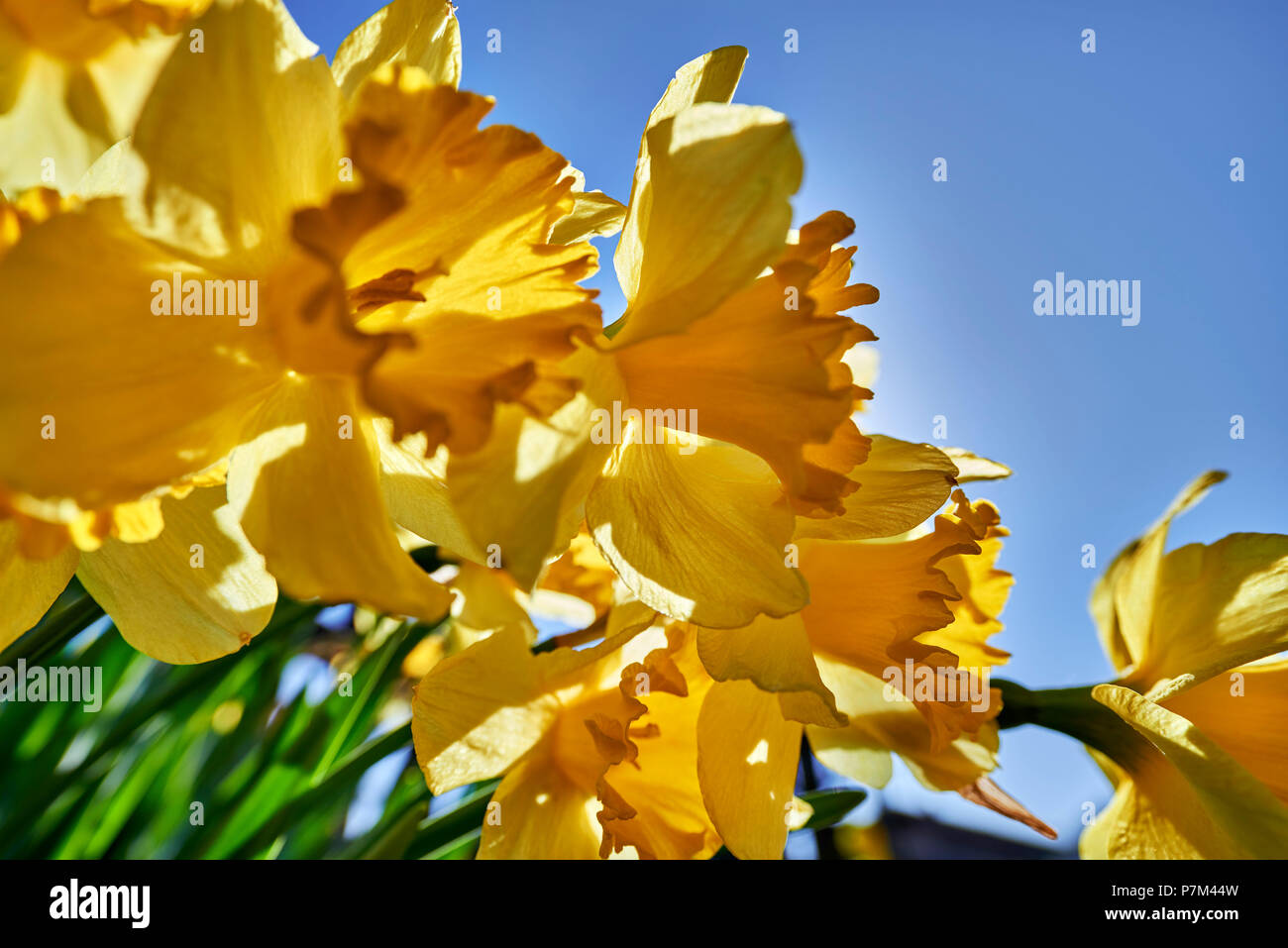yellow daffodils in the cottage garden Stock Photo