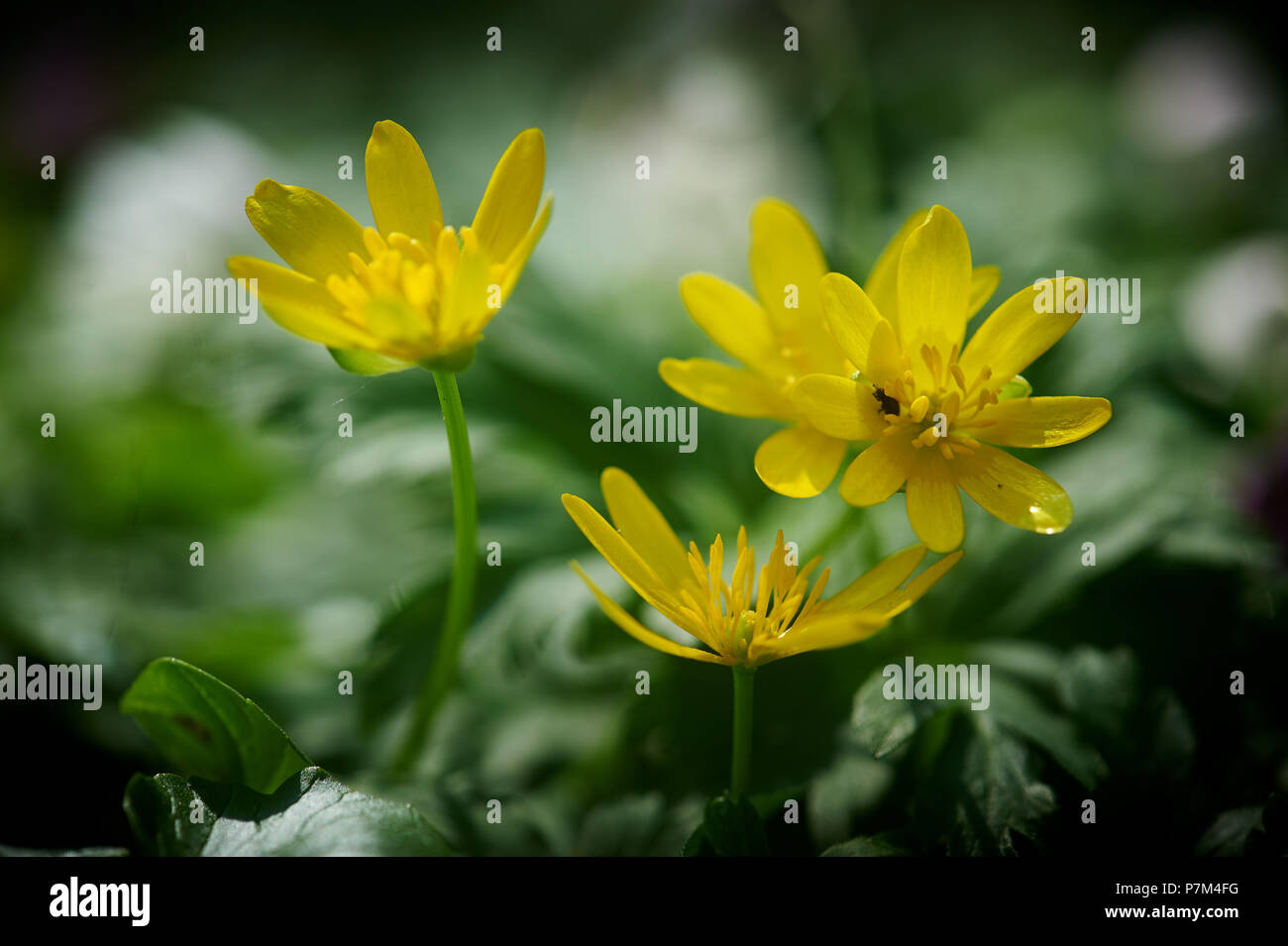 Buttercup leaves hi-res stock photography and images - Alamy