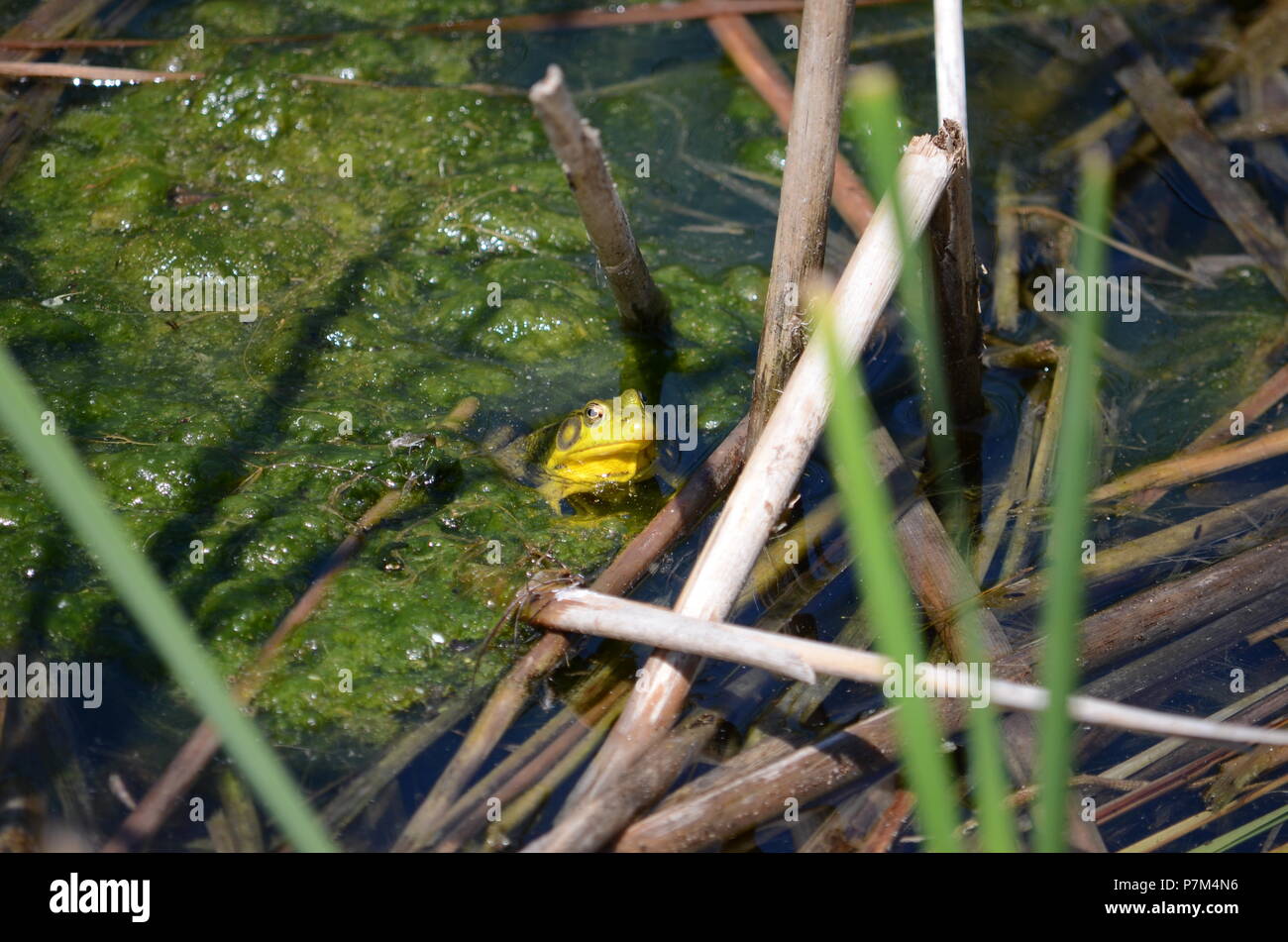 Green frog, male, with yellow throat during breeding season in Ontario, Canada. Stock Photo