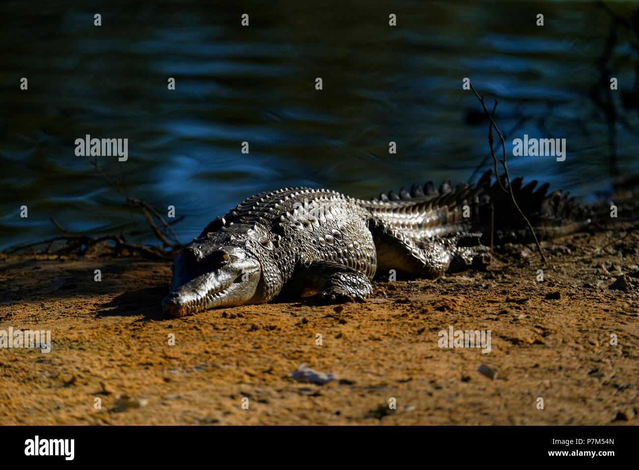 Freshwater Crocodile (Crocodylus johnstoni), laying on sand bank, Lake Ellendale, Western Australia Stock Photo