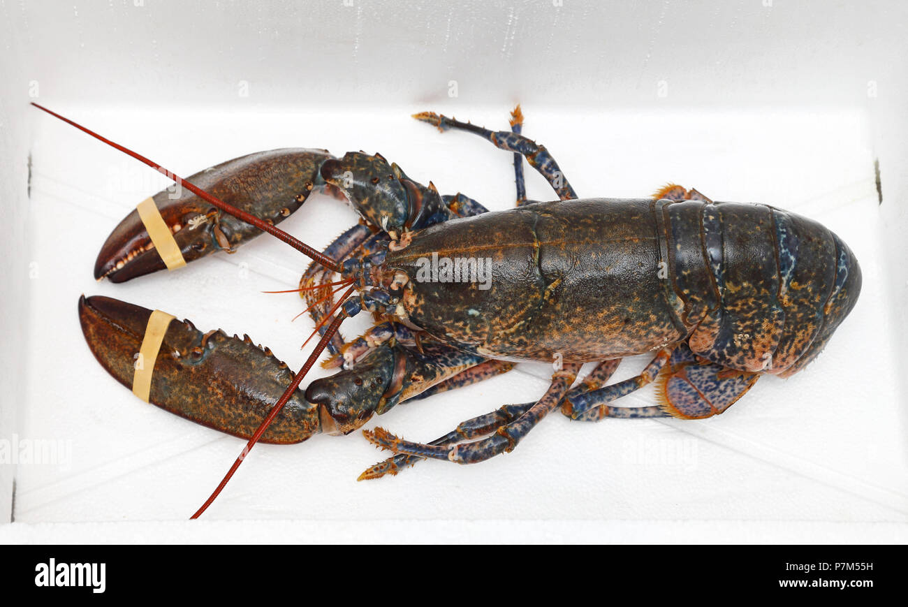 Live Lobster With Rubber Bands at Claws Stock Photo Alamy