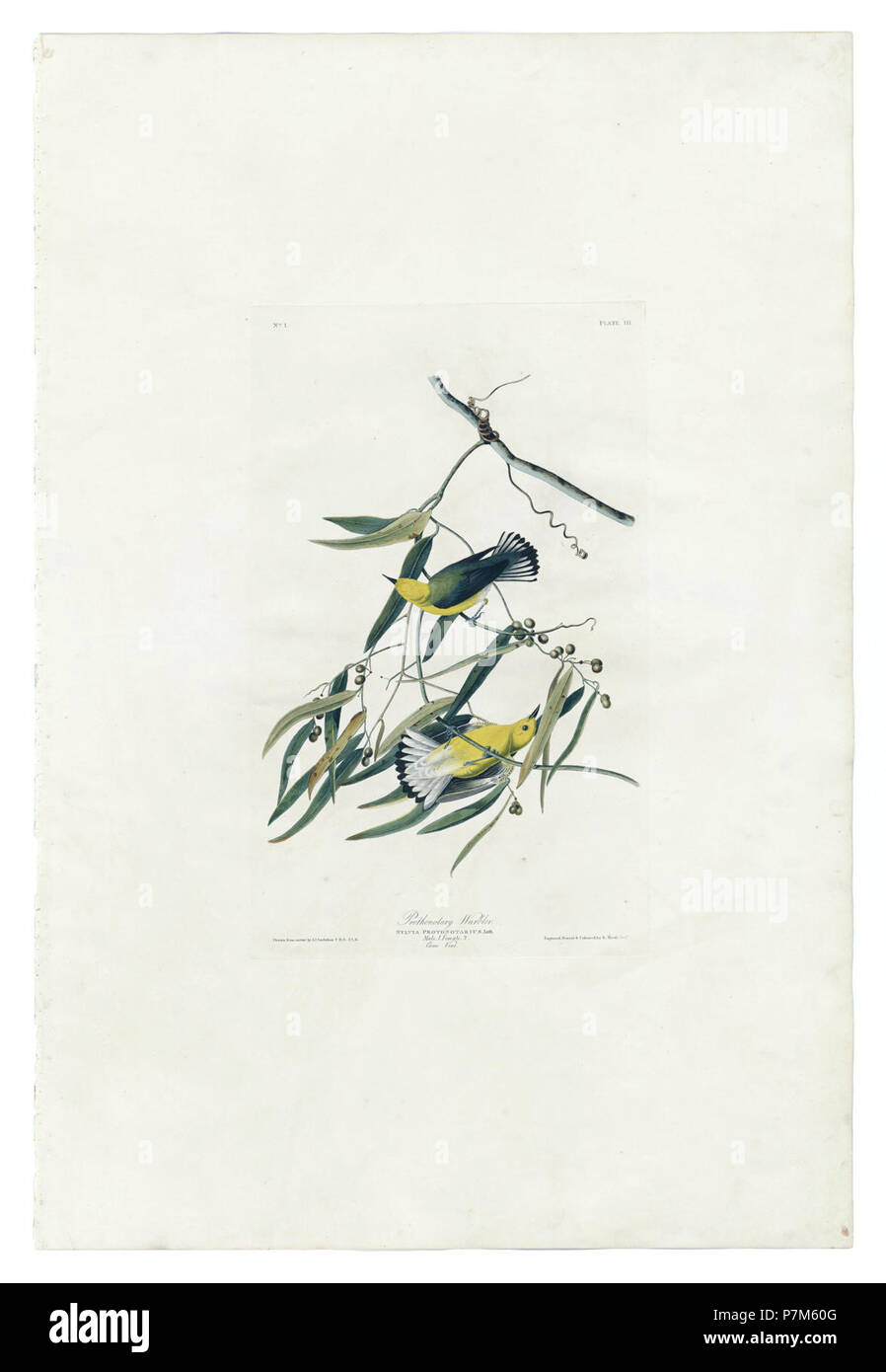 3 Prothonotary Warbler (half size) -pseudo detoned. Stock Photo