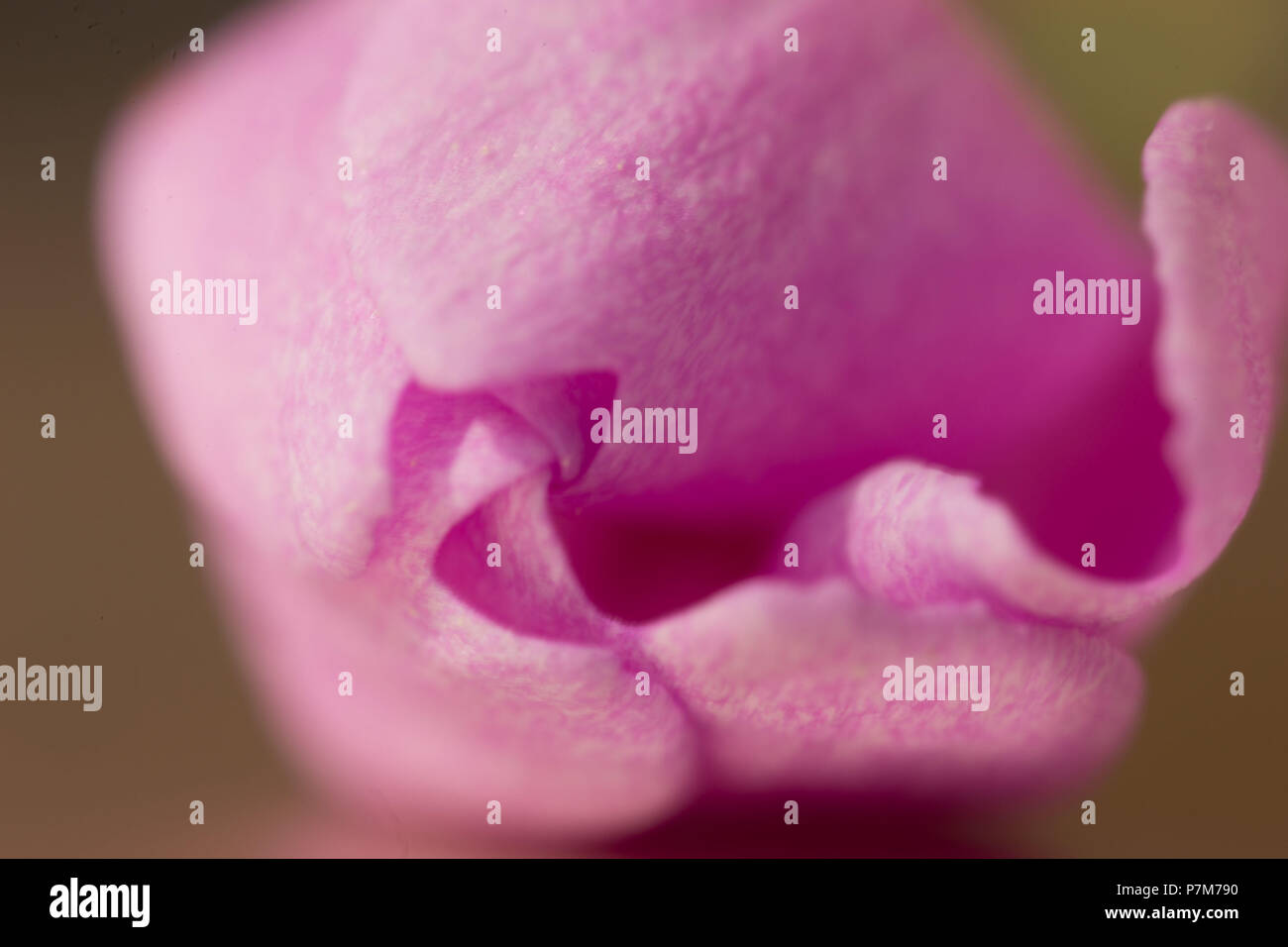 Pink flower bud hi-res stock photography and images - Alamy
