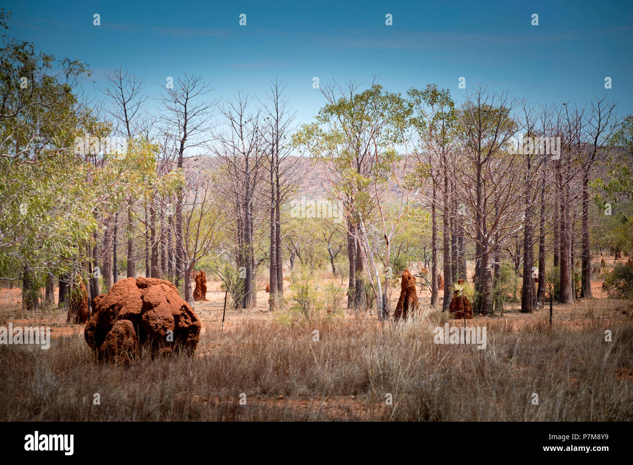 Young Baobab trees at the Kimberley, Western Australia Stock Photo