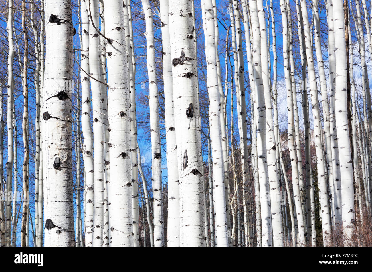 Grove of Aspen Trees, Winter, Colorado, USA Stock Photo
