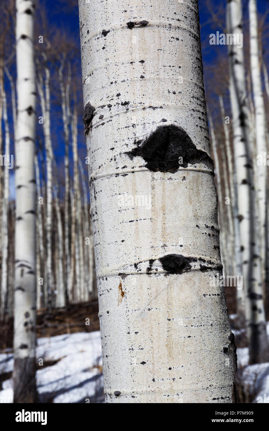 Aspen grove near Aspen, Colorado, USA Stock Photo Alamy
