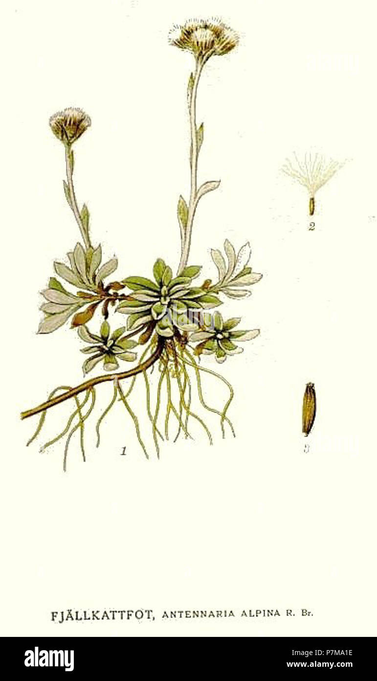 29 Antennaria alpina. Stock Photo