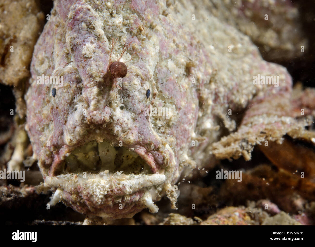 Close Portrait of a White Spotted Anglerfish Stock Photo