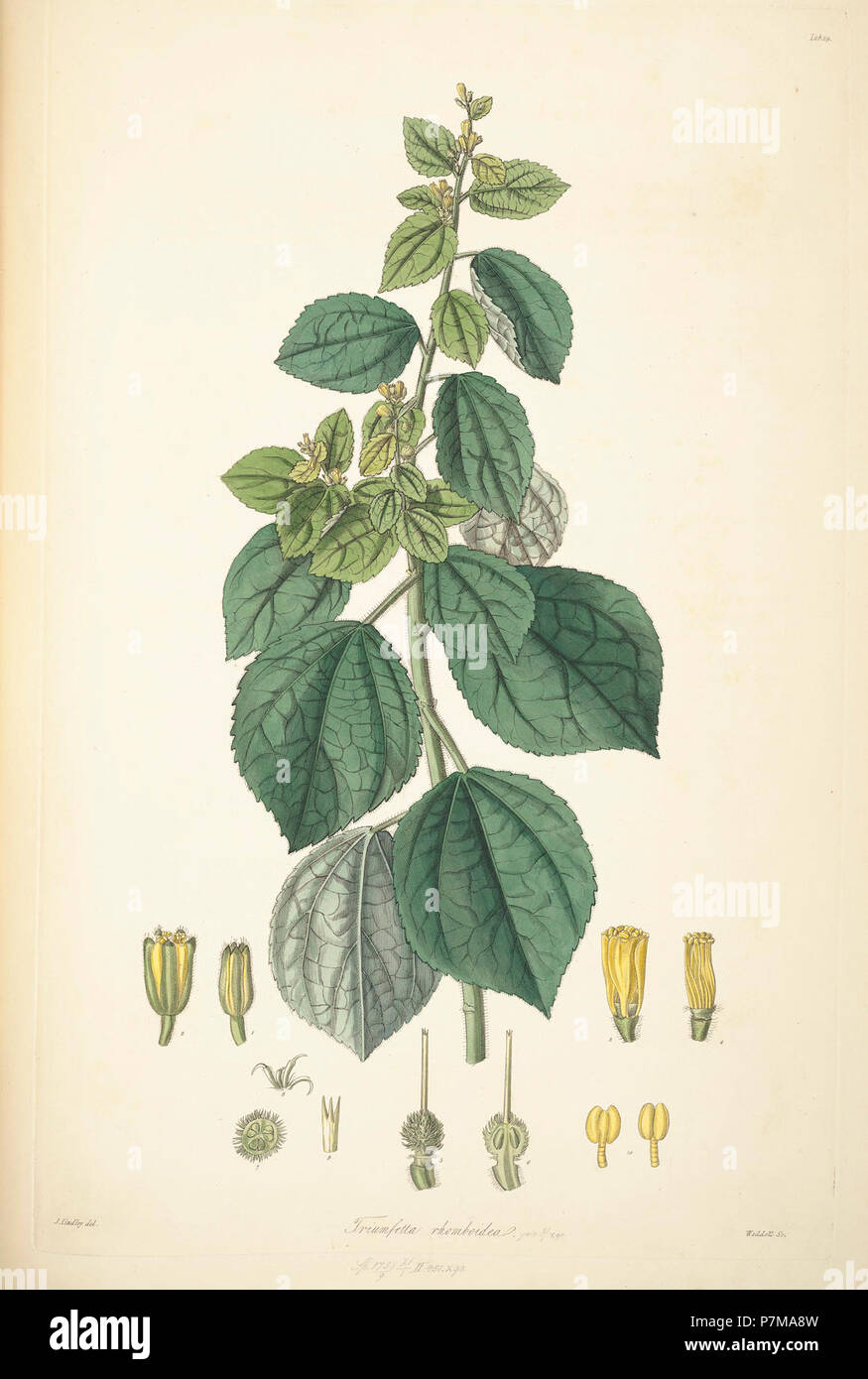 29 Triumfetta rhomboidea - John Lindley - Collectanea botanica (1821). Stock Photo