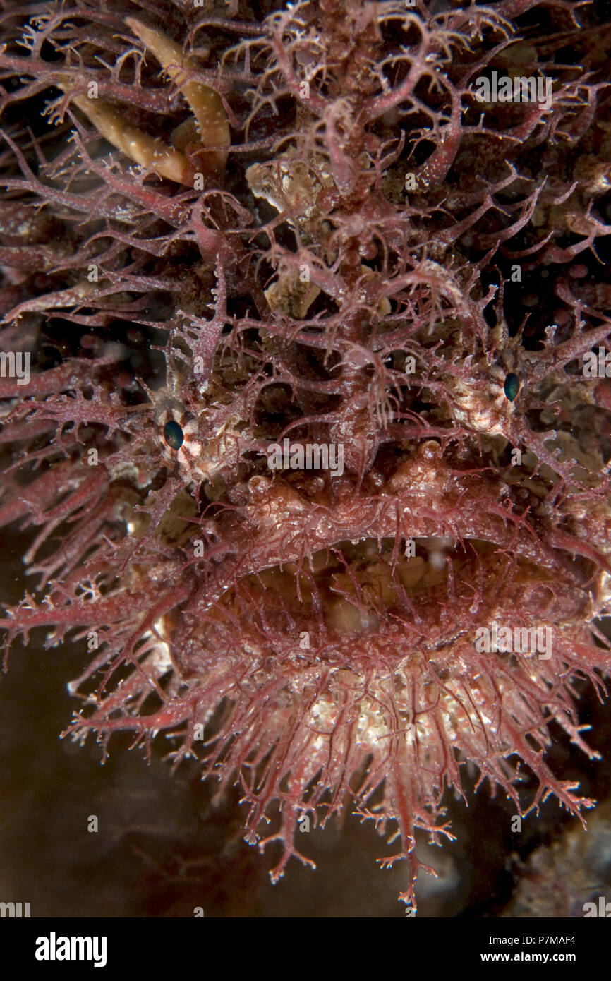 Rhycherus filamentosus, Rapid Bay Jetty,  Fleurieu Peninsula, South Australia. Stock Photo