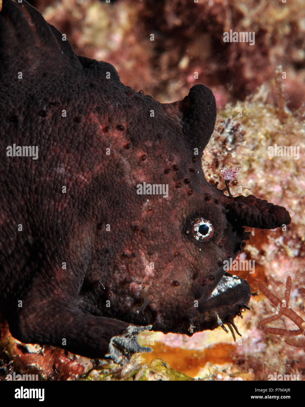 Side Portrait of a White Spotted Anglerfish Stock Photo