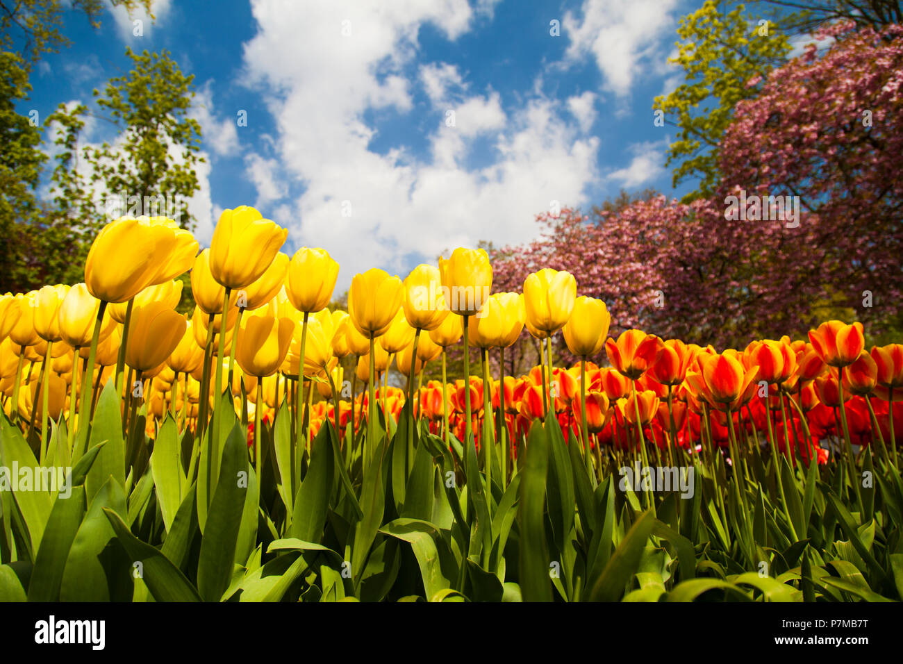 Tulip flowers close up Stock Photo - Alamy