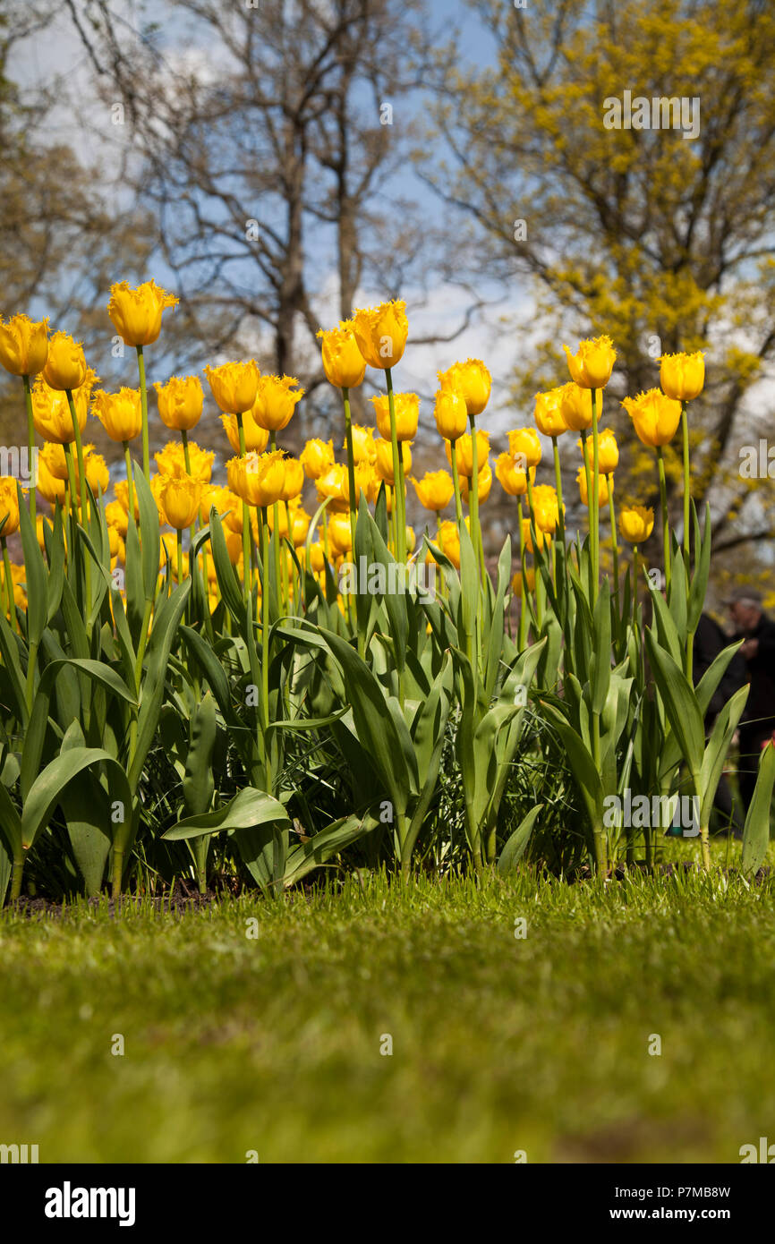 Tulip flowers close up Stock Photo - Alamy