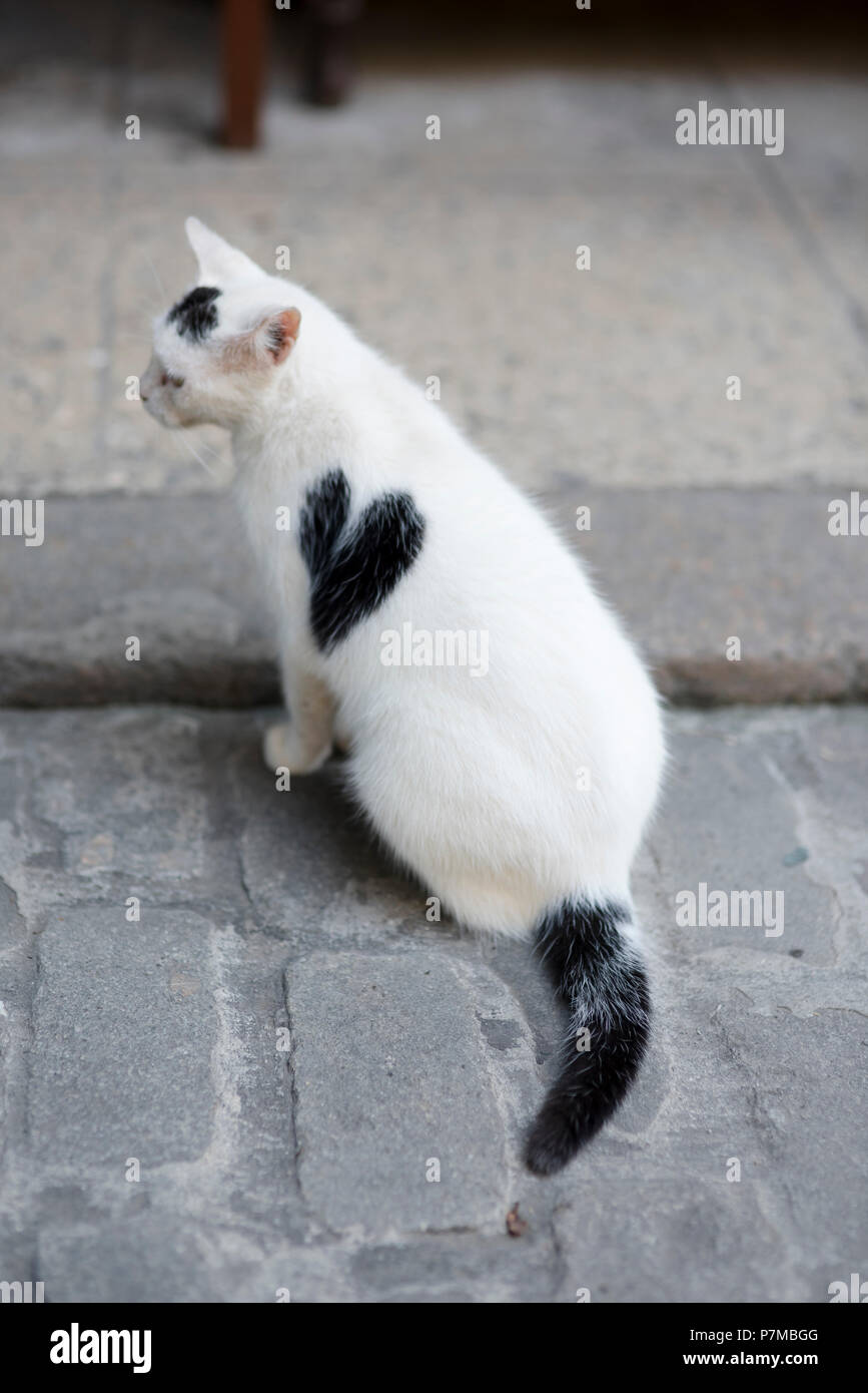 A cute white cat with a black heart on it's side sitting at a cafe waiting for hand outs. Stock Photo