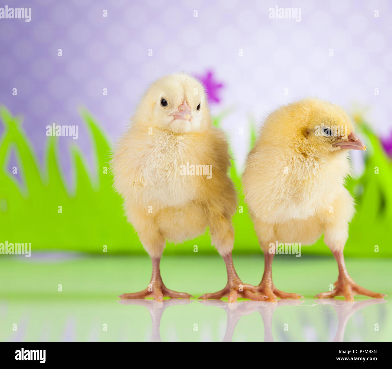 Cute little chick Stock Photo Alamy