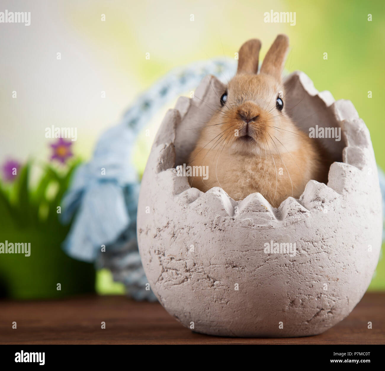 Little Easter bunny Stock Photo Alamy