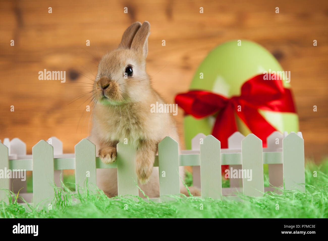 Little Easter bunny Stock Photo Alamy