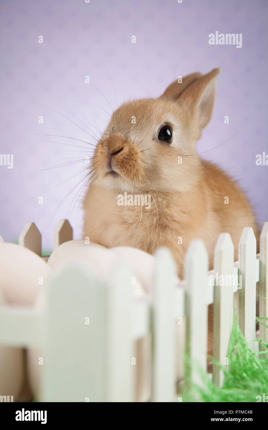 Little Easter bunny Stock Photo Alamy