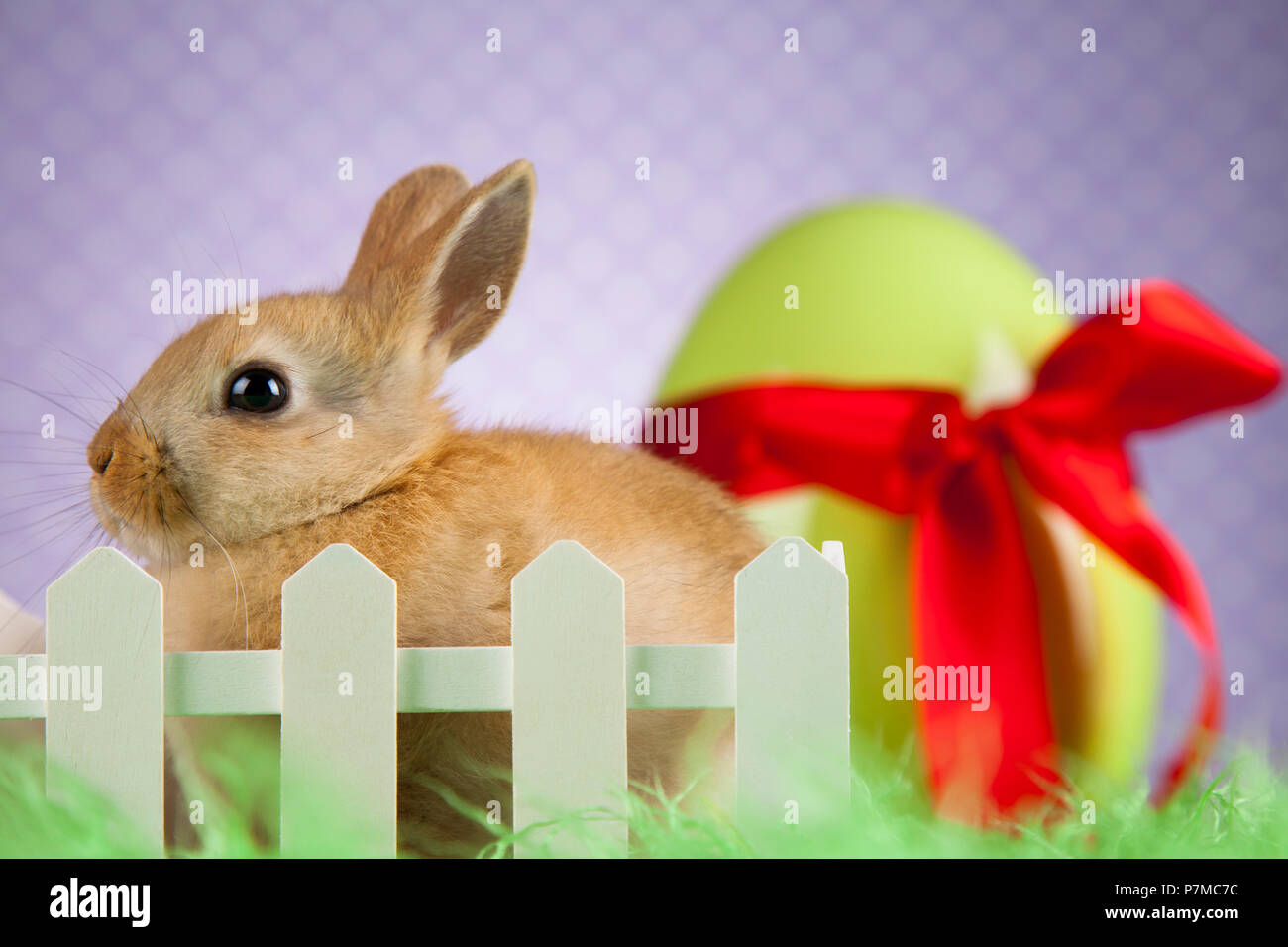 Little Easter bunny Stock Photo Alamy