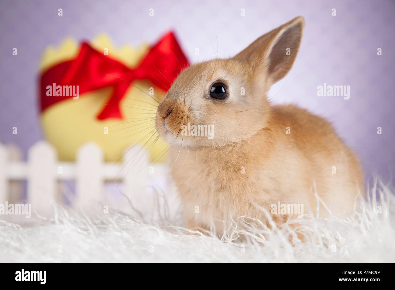 Little Easter bunny Stock Photo Alamy