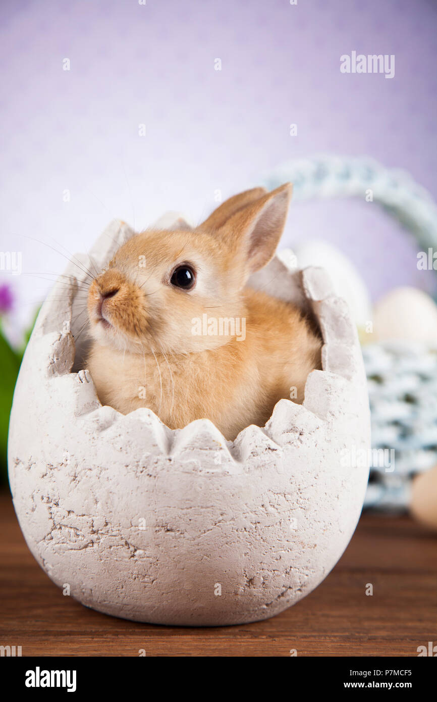 Little Easter bunny Stock Photo Alamy