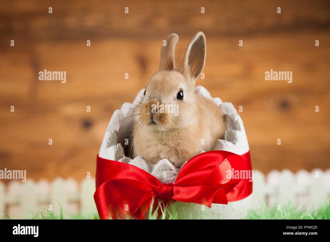 Little Easter bunny Stock Photo Alamy