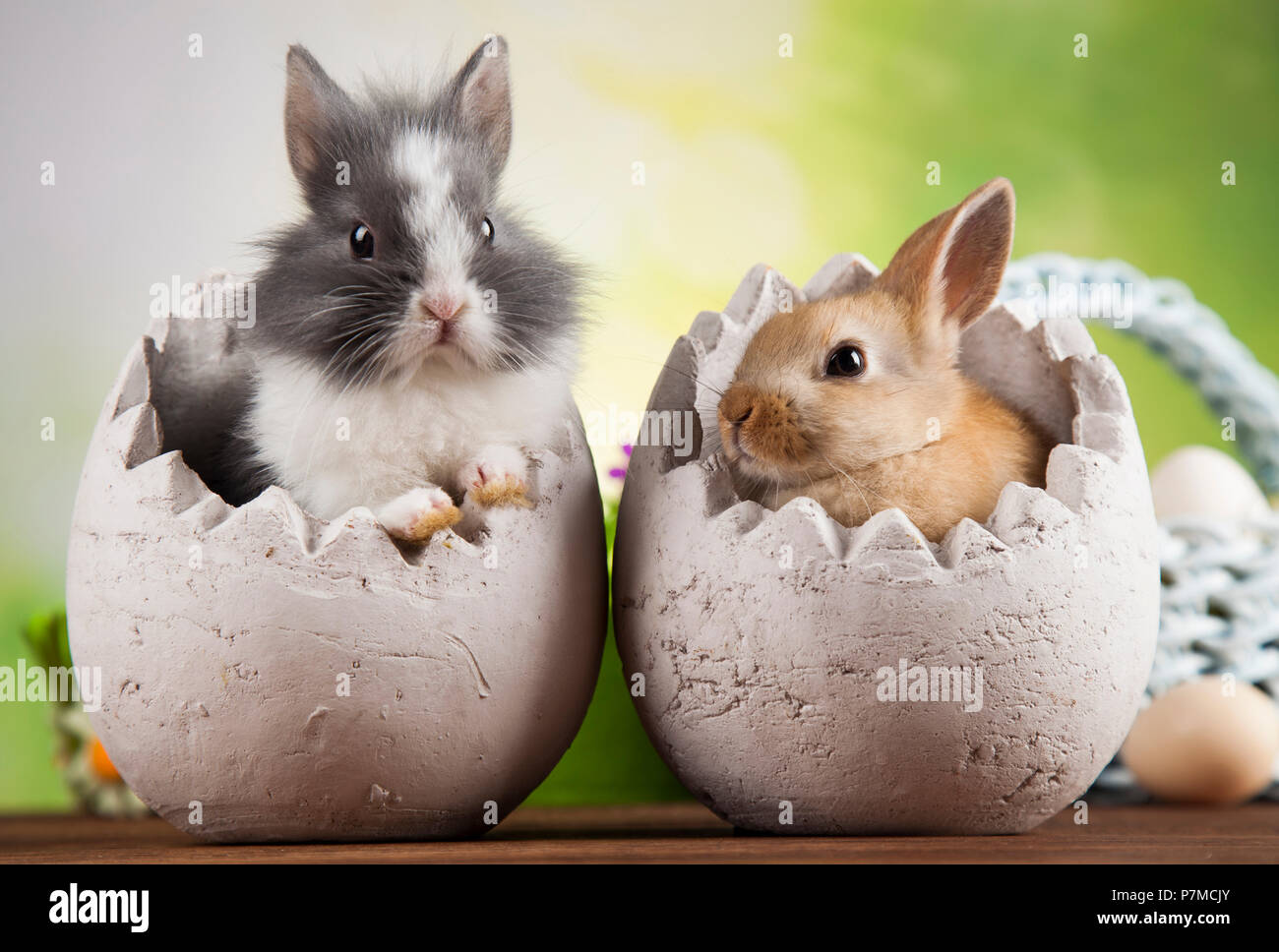 Little Easter bunny Stock Photo Alamy