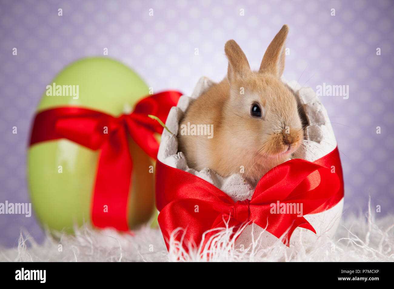 Little Easter bunny Stock Photo Alamy
