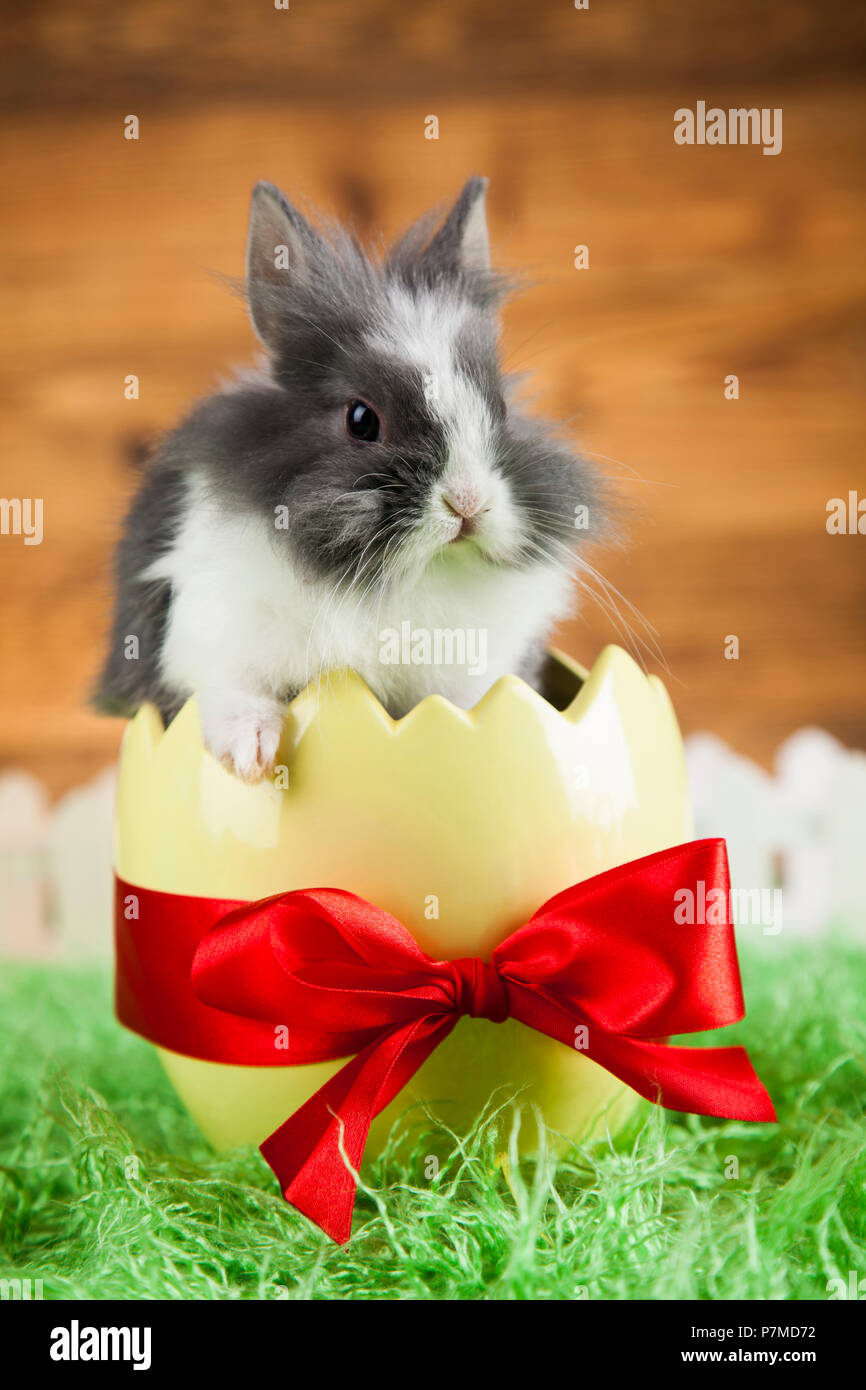 Little Easter bunny Stock Photo Alamy