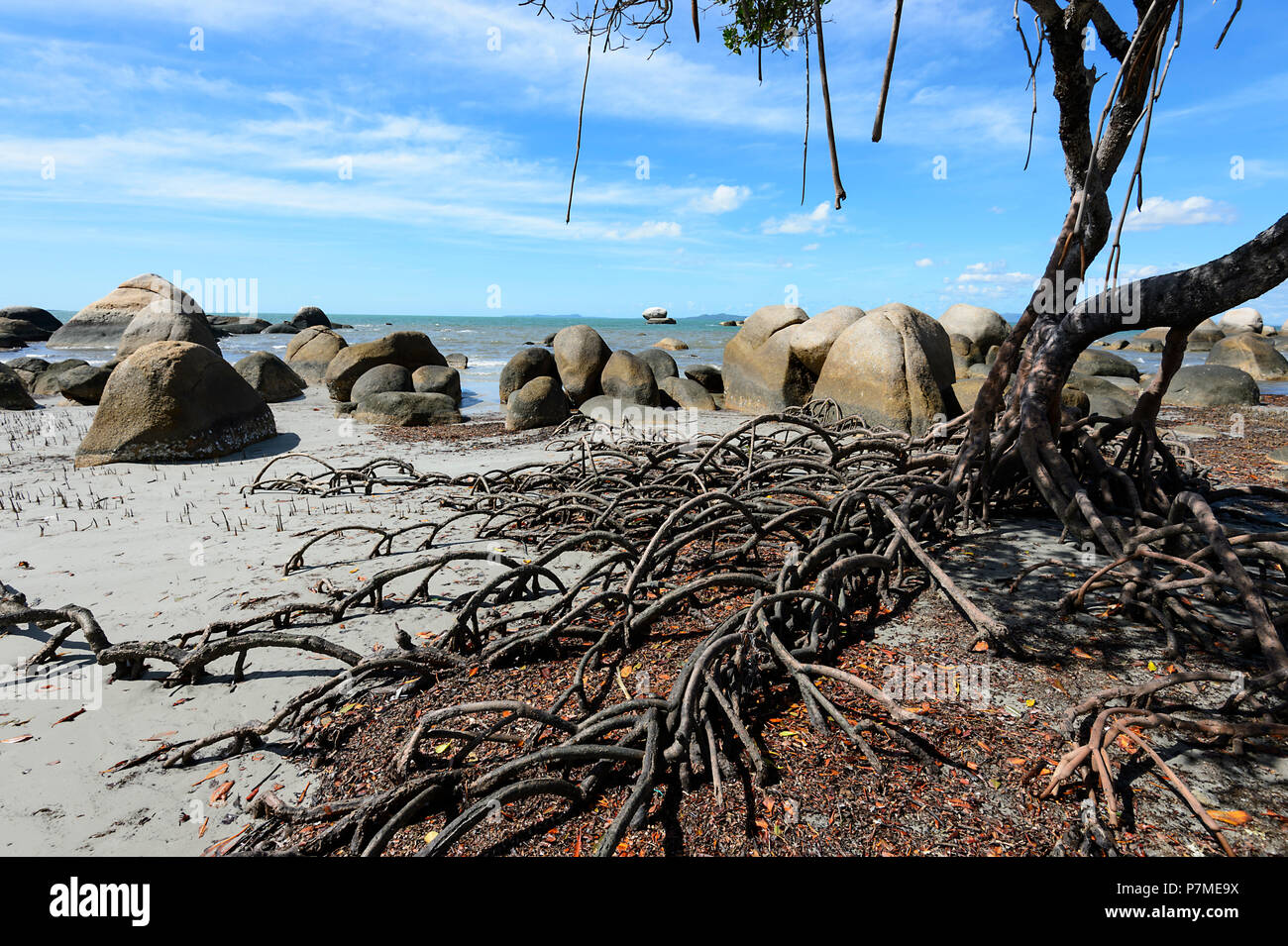 Coastal mangrove trees at Quintell Beach, Lockhart River, Cape York Peninsula, Far North Queensland, FNQ, QLD, Australia Stock Photo