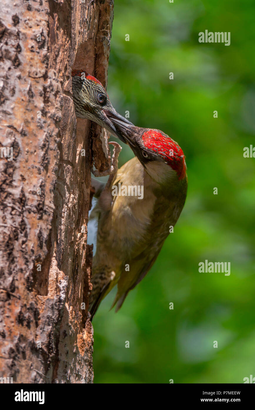European green woodpecker feeds its young, Trentino Alto-Adige, Italy Stock Photo