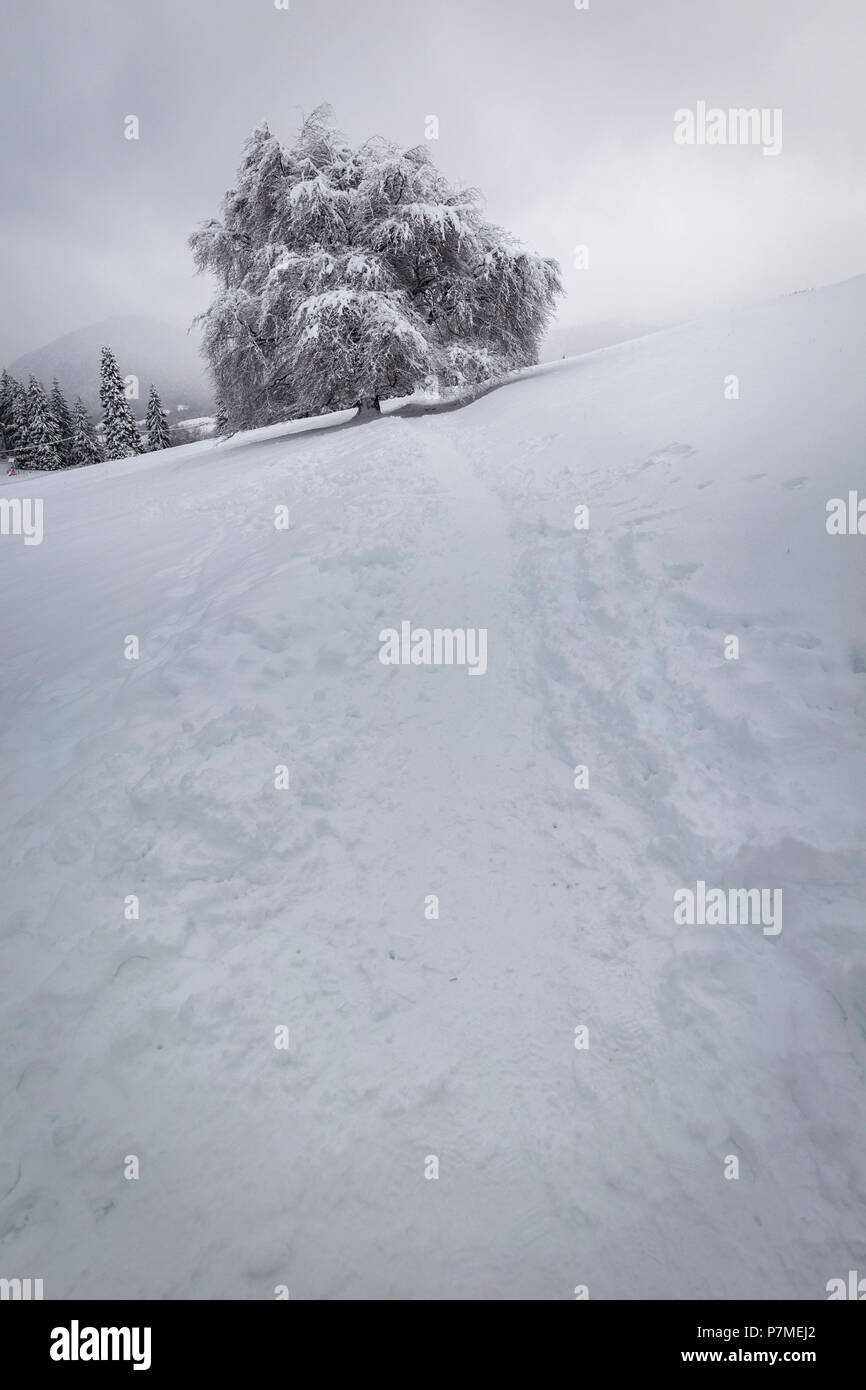 The old beech tree covered in snow during a snowfall at the Presolana pass, Angolo Terme, Seriana Valley, Bergamo province, Lombardy, Italy, Stock Photo