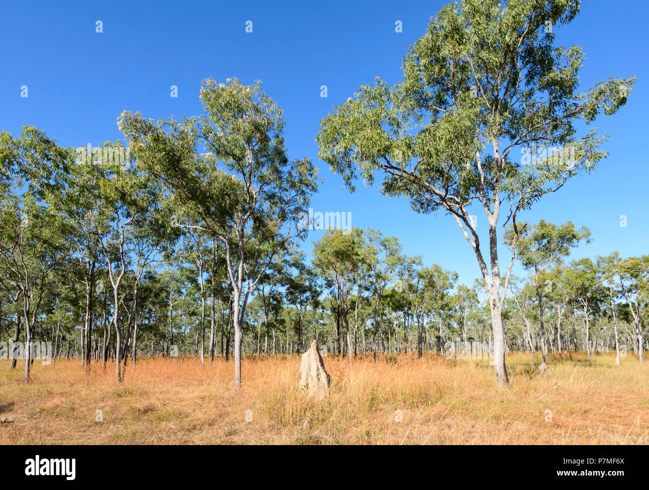 View of a termite mound in Cape York Peninsula, Far North Queensland, FNQ, QLD, Australia Stock Photo