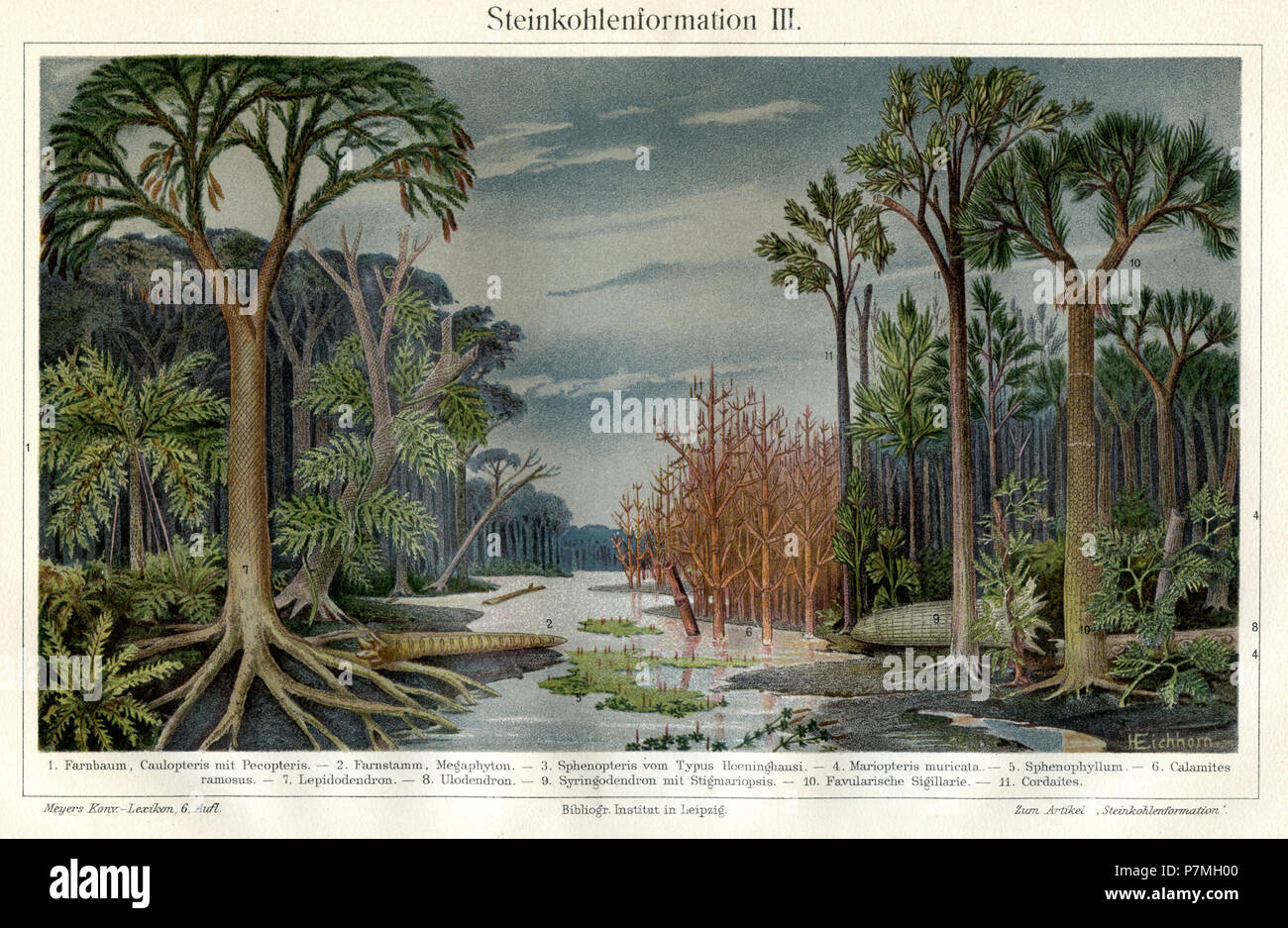 Landscape of the coalcorn time. 1. Fern tree, Caulopteris with pecopteria. 2. fern trunk, megaphyton. 3. Sphenopteris of the Hoeninghausi type. 4. Mariopteris muricala.5. Sphivnophyllum. 6. Calamites ramosus. 7. Lepidodendron. 8. Ulodendron. 9. Syringodendron with stigmariopsis. 10. Favular Sigularia.11. Cordaites., H Eichhorn Stock Photo