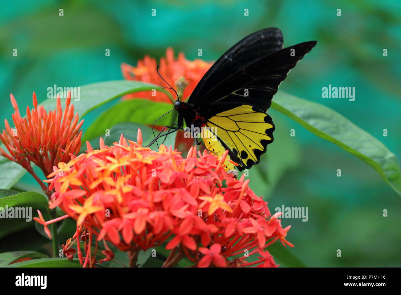Life at the Butterfly Park, Kuala Lumpur, Malaysia Stock Photo