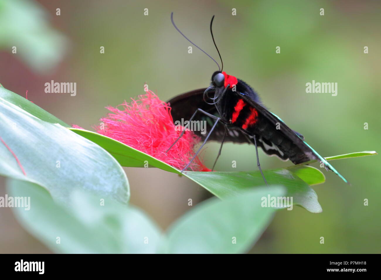 Life at the Butterfly Park, Kuala Lumpur, Malaysia Stock Photo