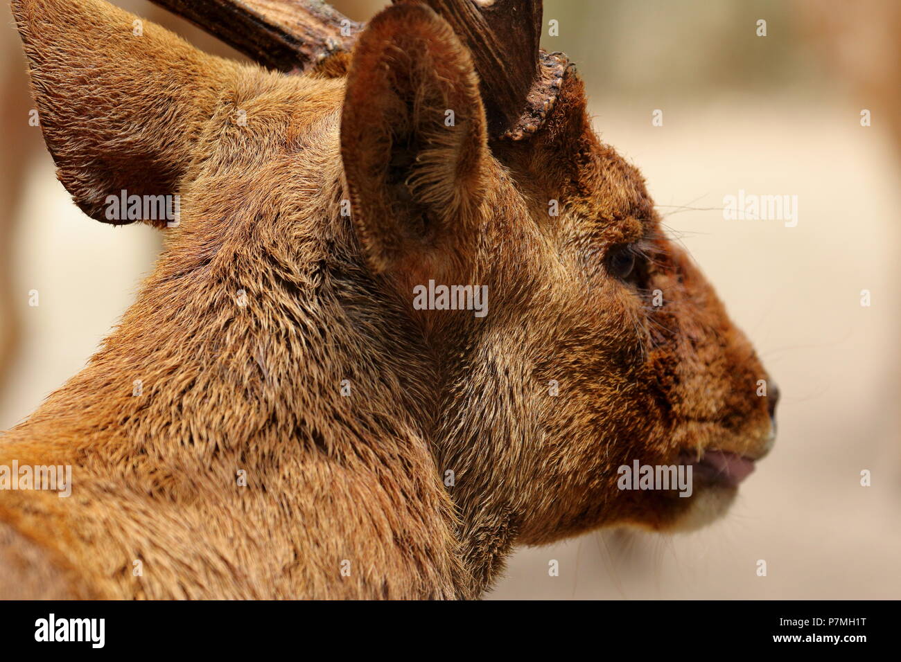 Stunning coat hi-res stock photography and images - Alamy