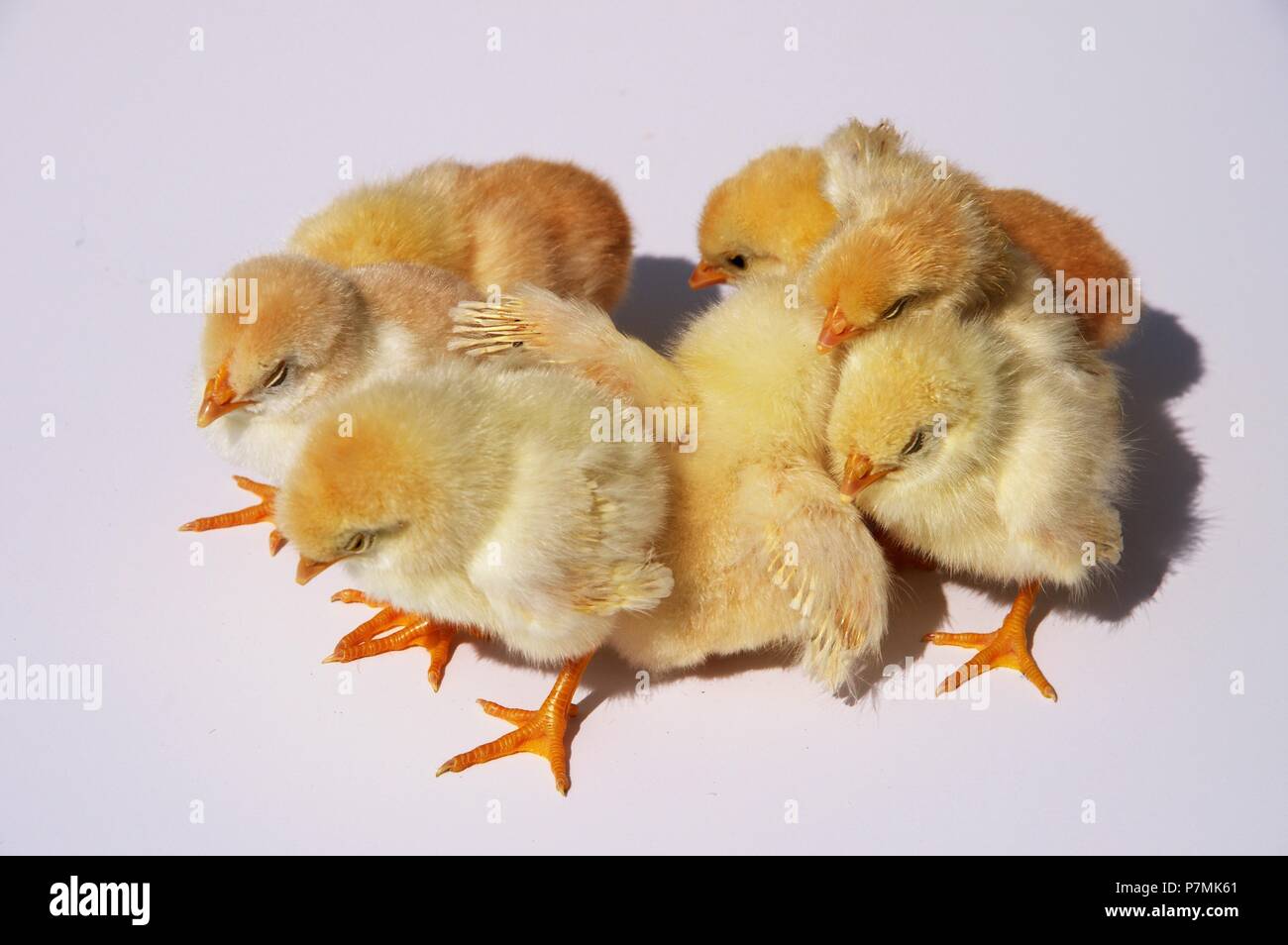 Scared group of chicks isolated on grey background Stock Photo