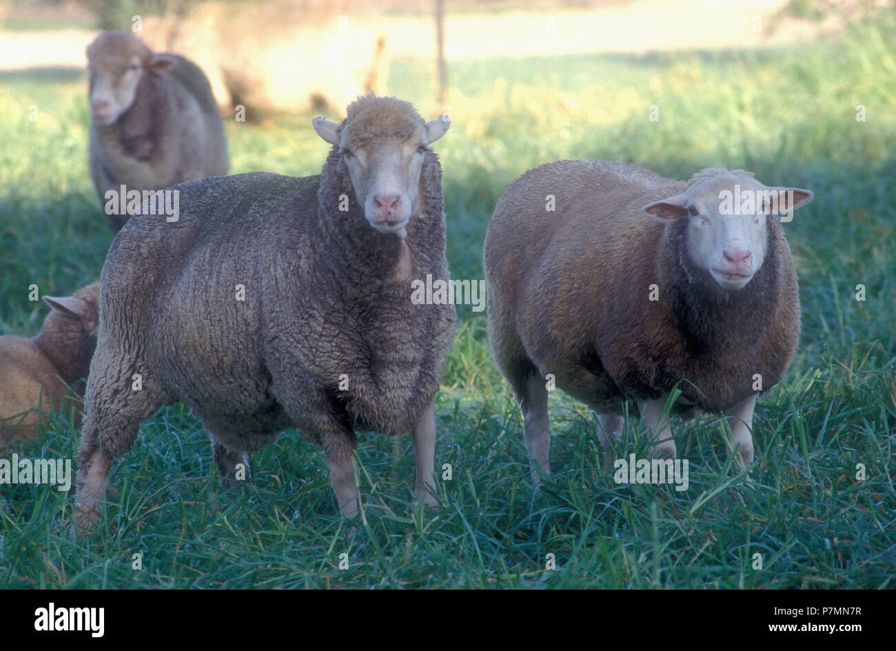 Unshorn sheep in a paddock in rural Tasmania, Australia. Stock Photo