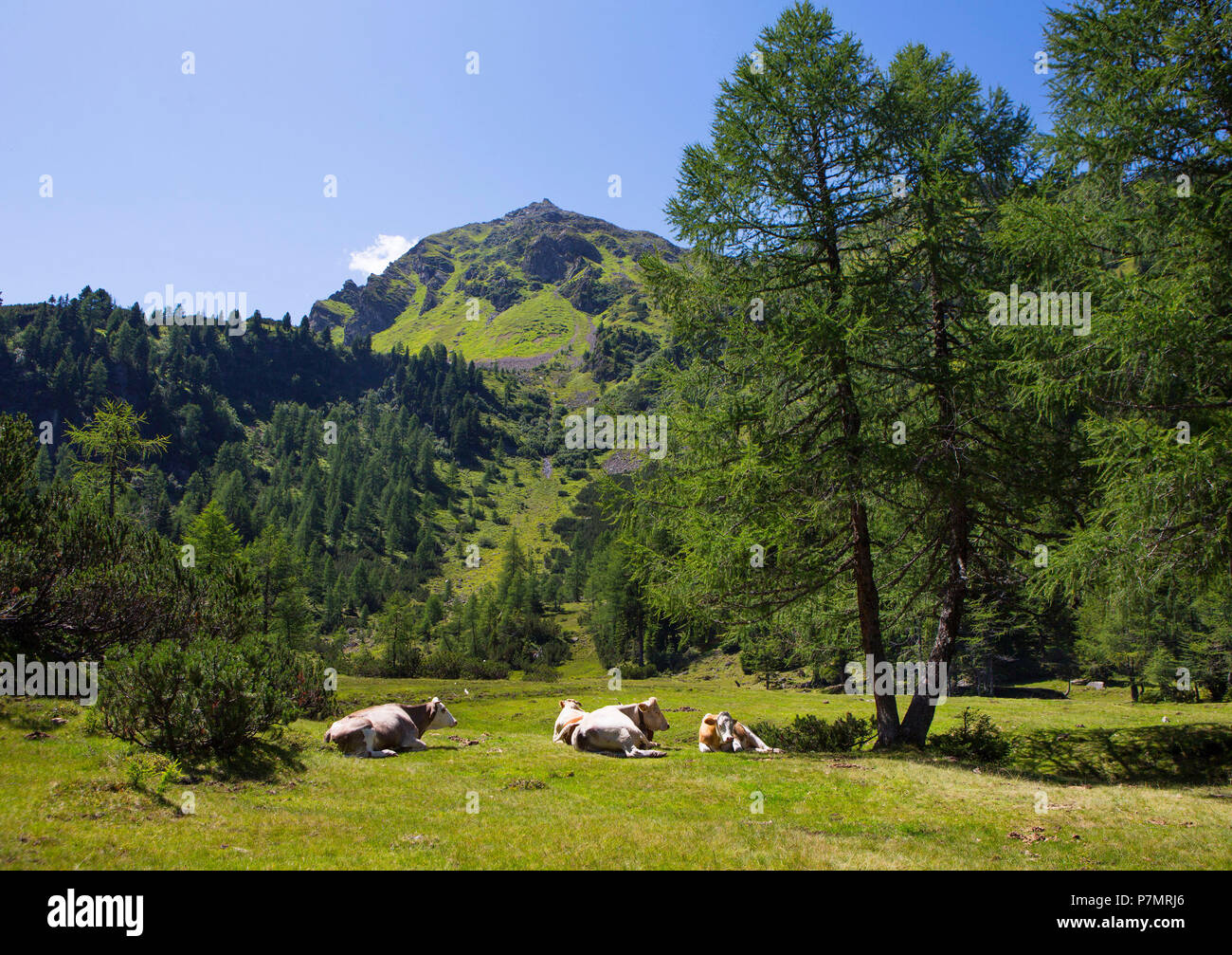 Austria, Styria, Schladming, Obertal, Schladminger Tauern, pasture, cows, Stock Photo