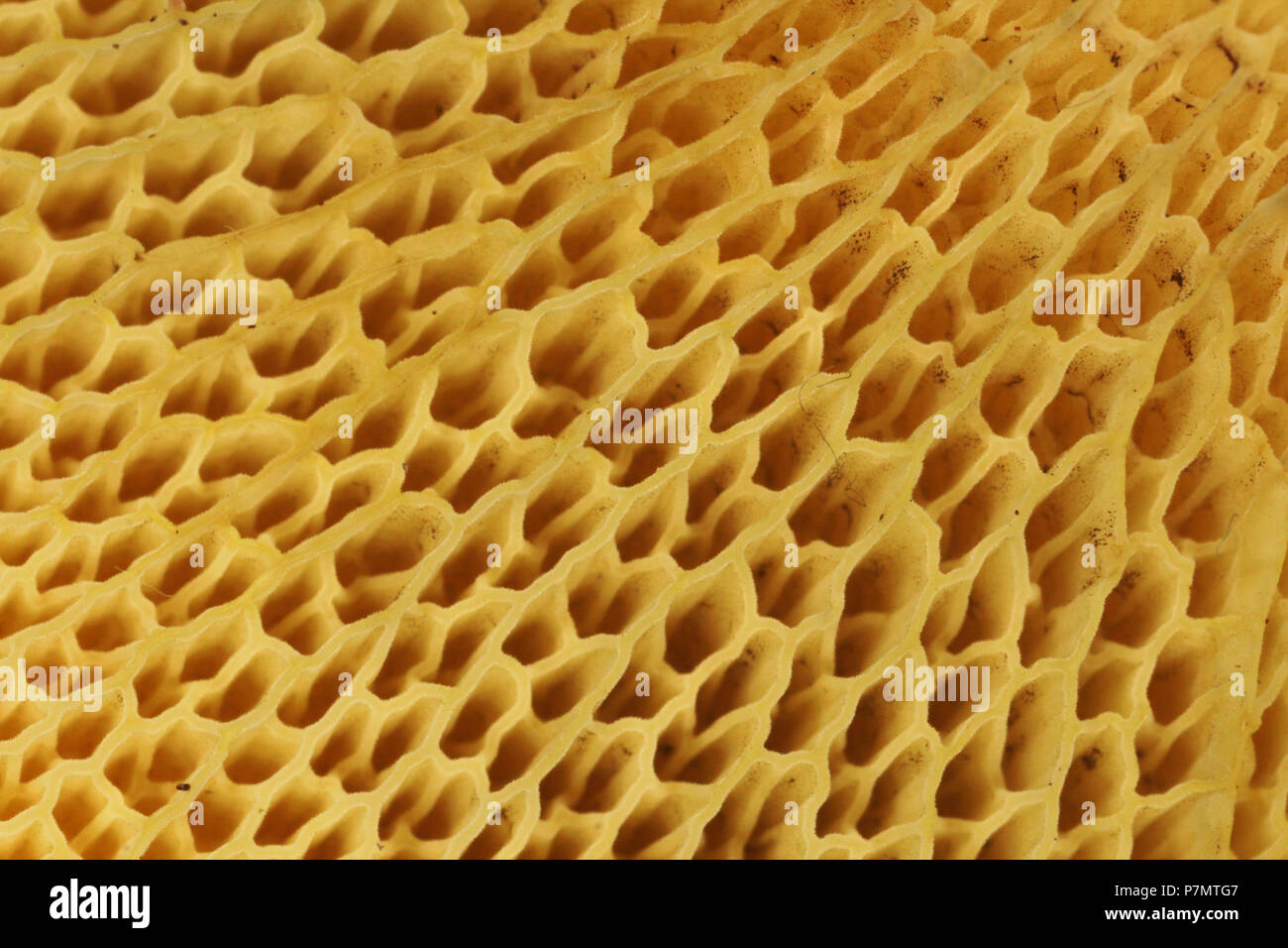 Tubes on the beneath the cap of Boletinus cavipes Stock Photo