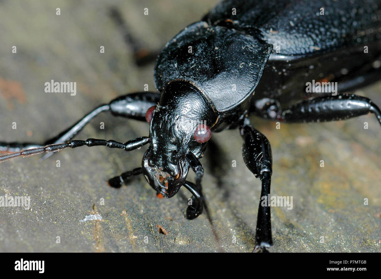 Portrait of ground beetle Carabus coriaceus Stock Photo