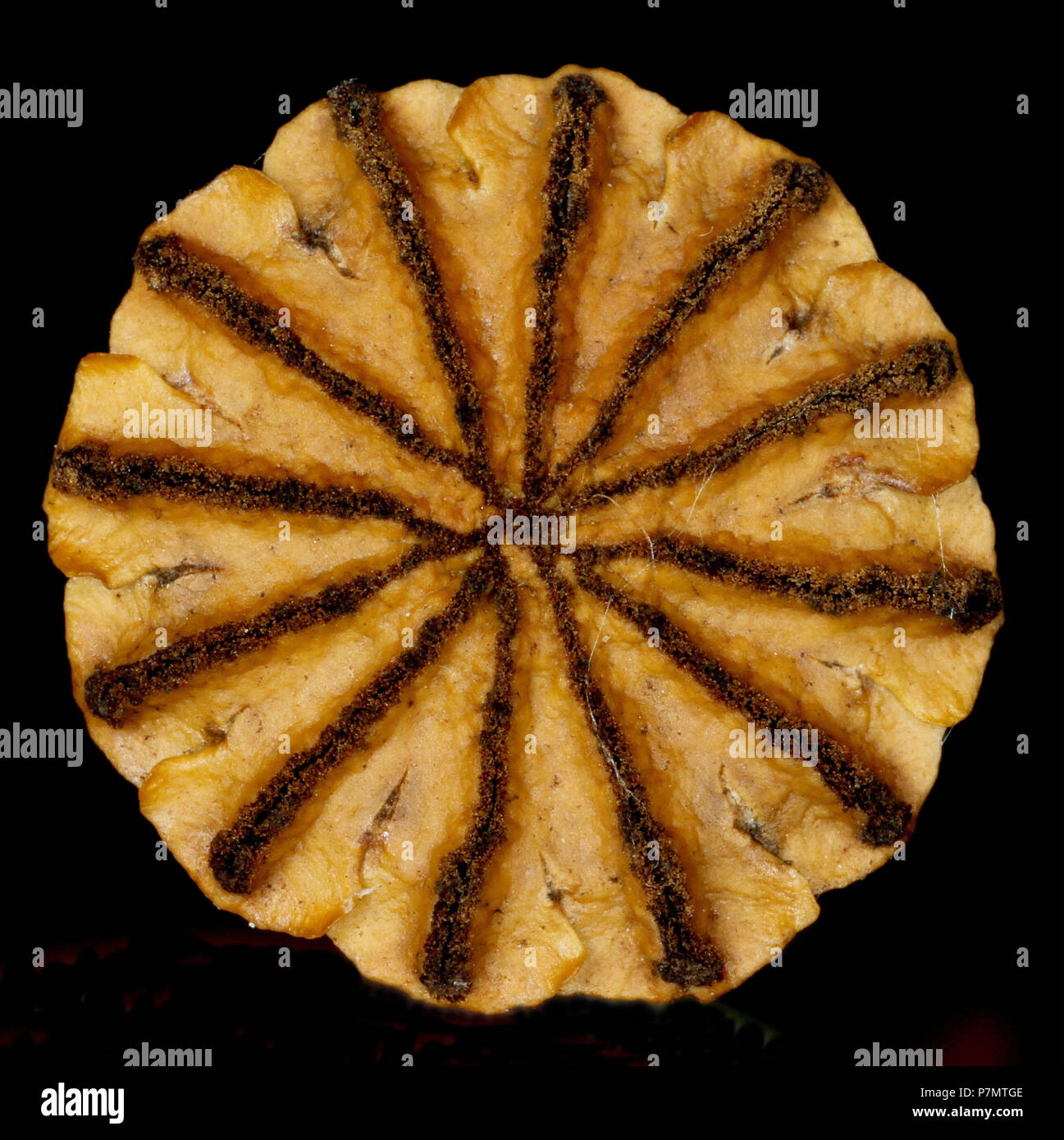 Cover of capsule of Common Poppy (Papaver rhoeas) Stock Photo
