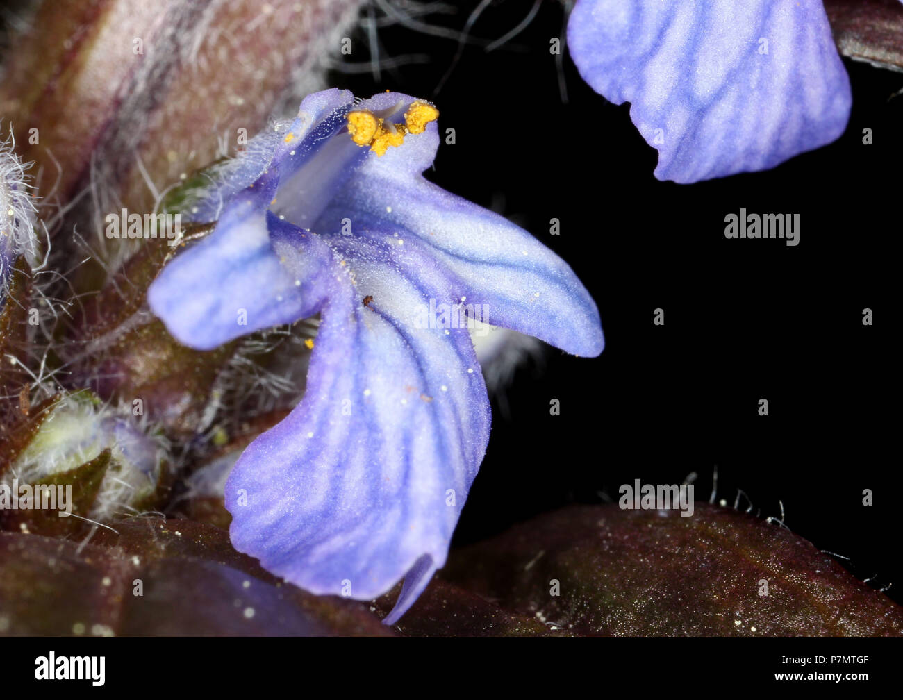 Flower of Bugle (Ajuga reptans cultivar Atropurpurea) Stock Photo
